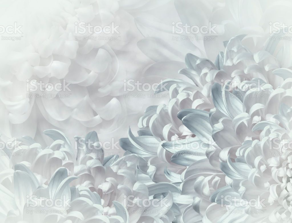 Chrysanthemum Flowers Whiteblue Background Floral Collage Flower