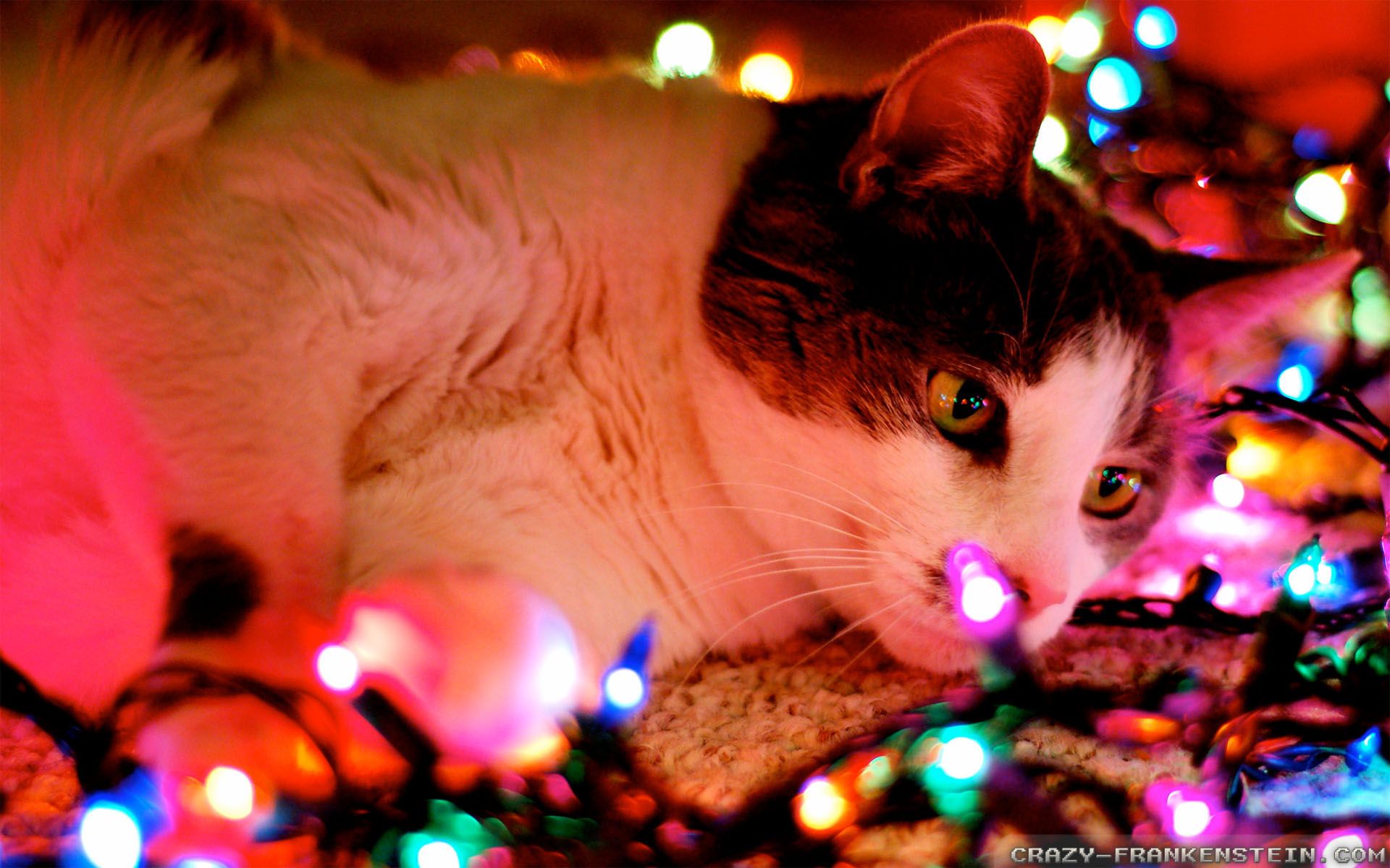 Christmas Wallpaper Tumblr Christmas Lights And Cats