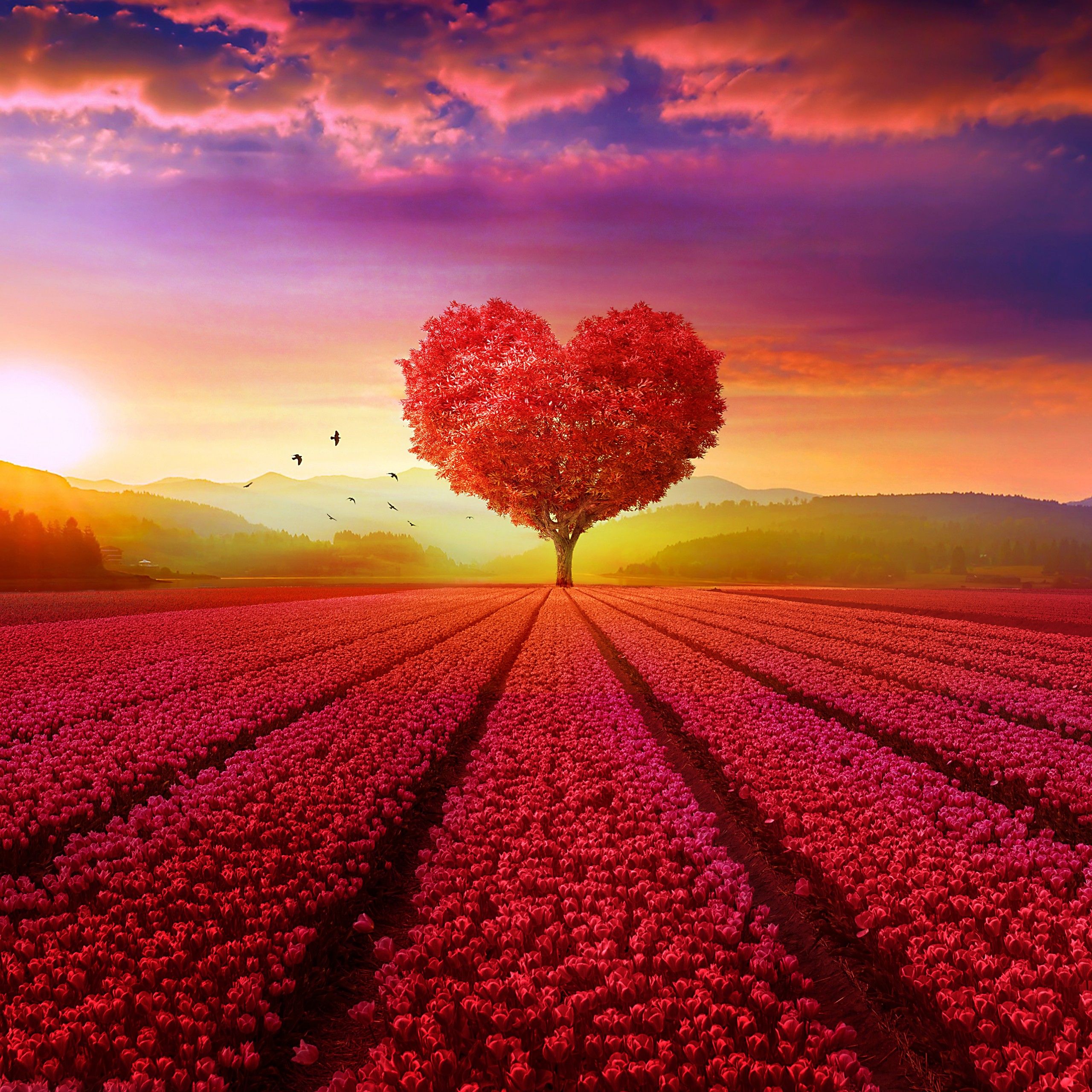 Wallpaper Love heart, Tree, Flower garden, Heart tree, Sunrise