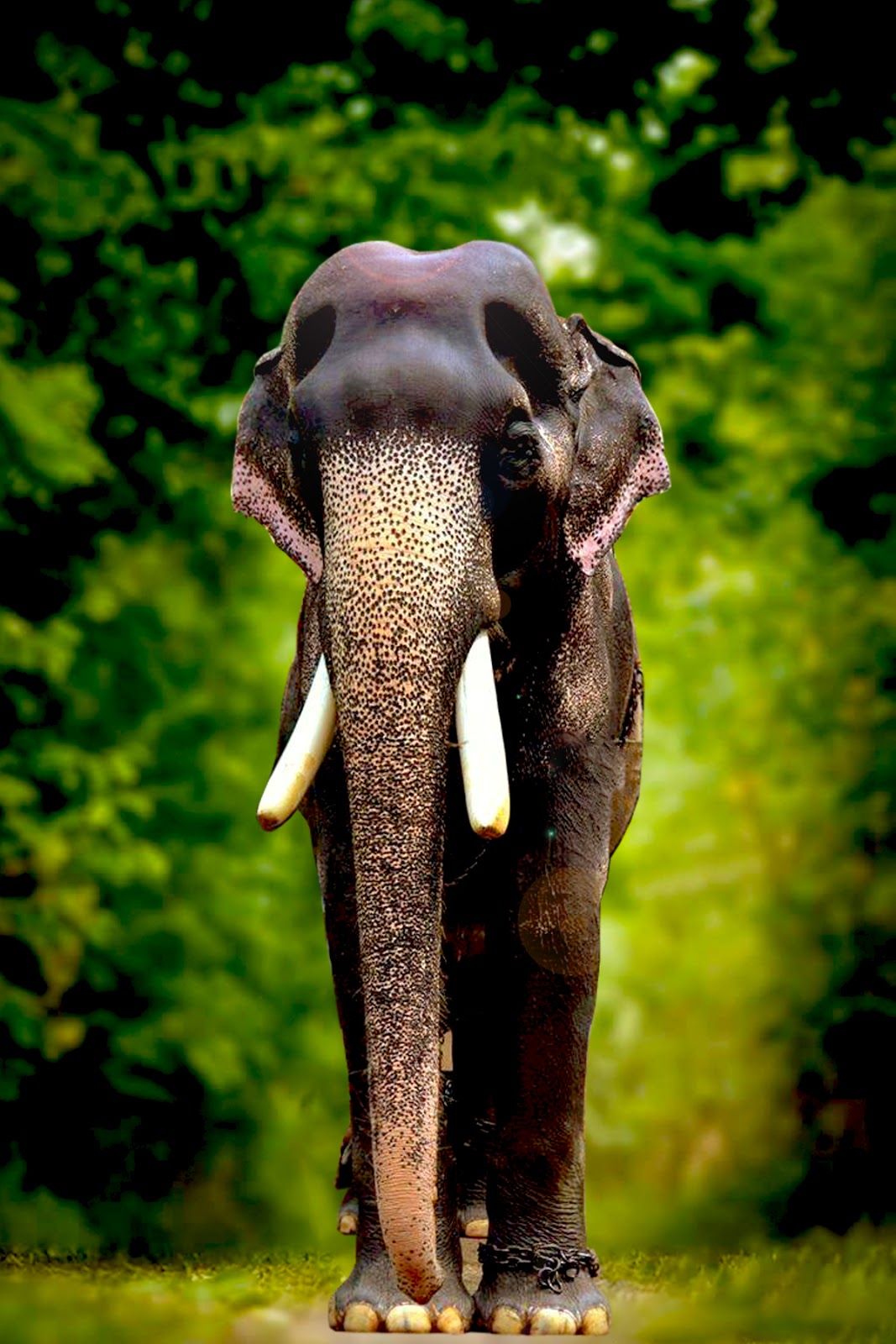 Mangalamkunnu Karnan HD Image Elephant Mangalamkunnu
