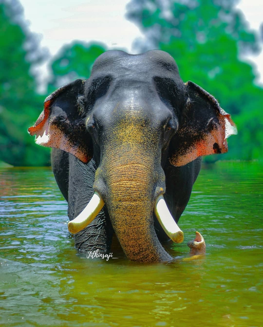Best Indian Elephants image. Indian elephant
