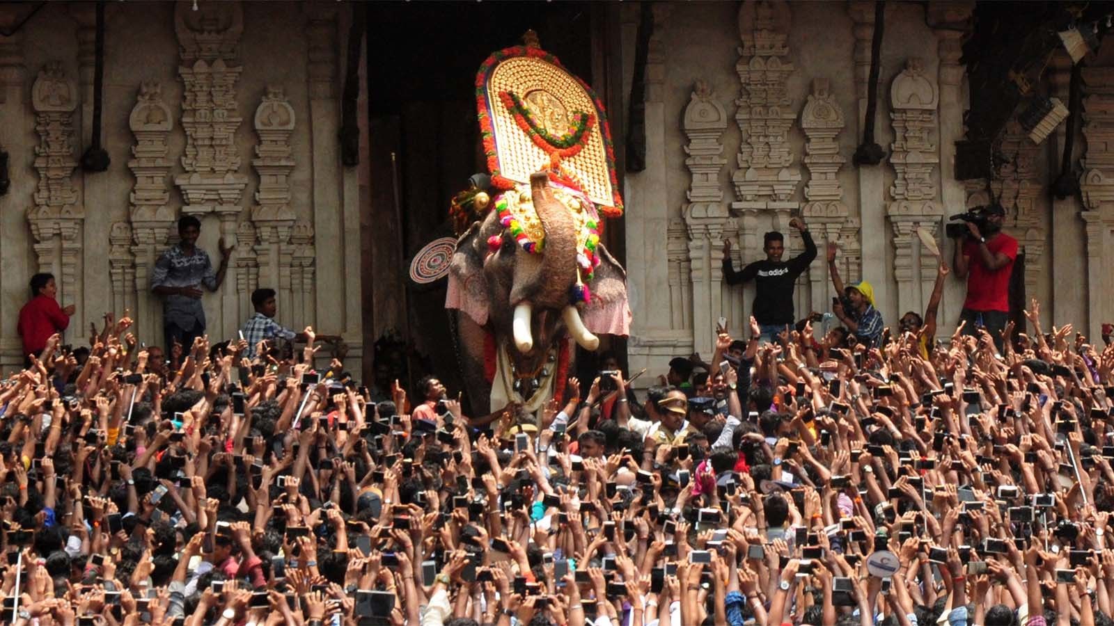 Kerala's star elephants are a 'jumbo' hit on the internet