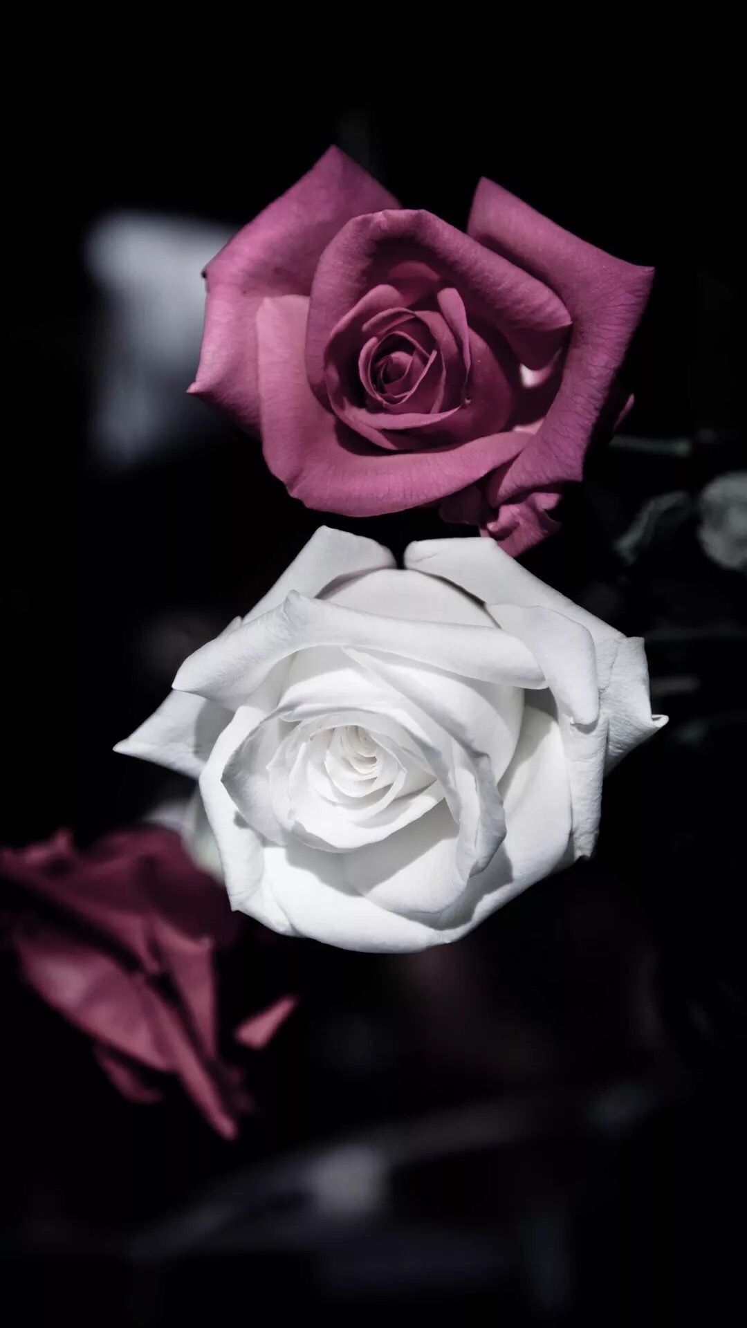 Light Pink Roses — Rose Story Farm
