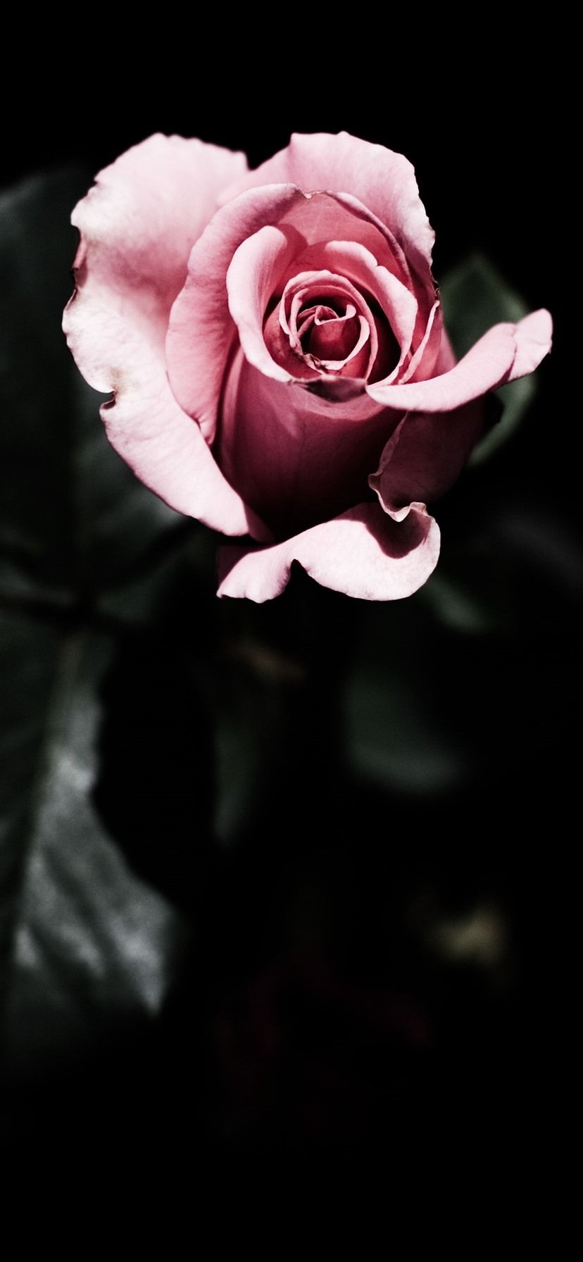Dark Pink Rose HD iPhone Wallpapers - Wallpaper Cave