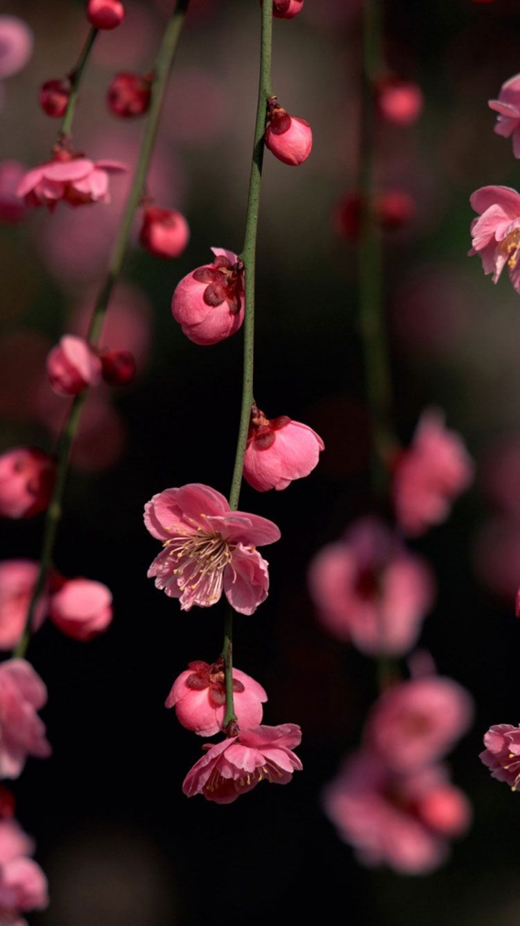 750 Dark Flower Pictures  Download Free Images on Unsplash