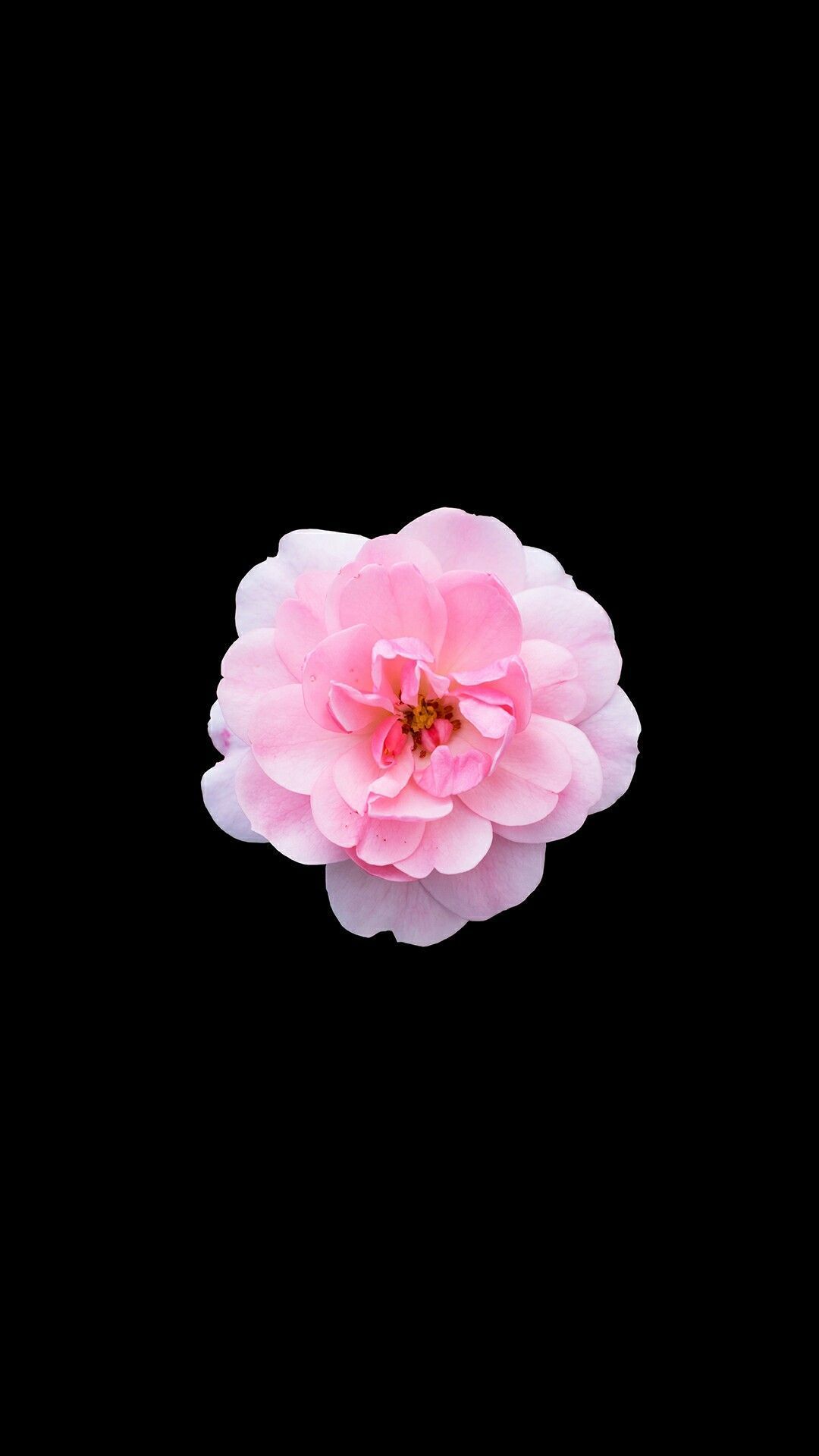 Wallpaper flower, leaves, light, pink, rose, garden, Bud images for  desktop, section цветы - download