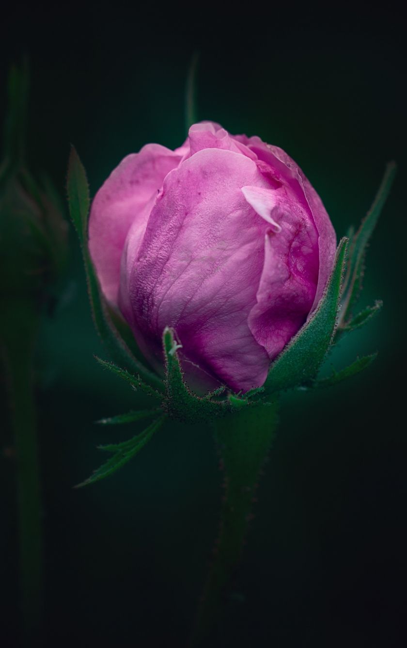 Dark Pink Rose HD iPhone Wallpapers Wallpaper Cave