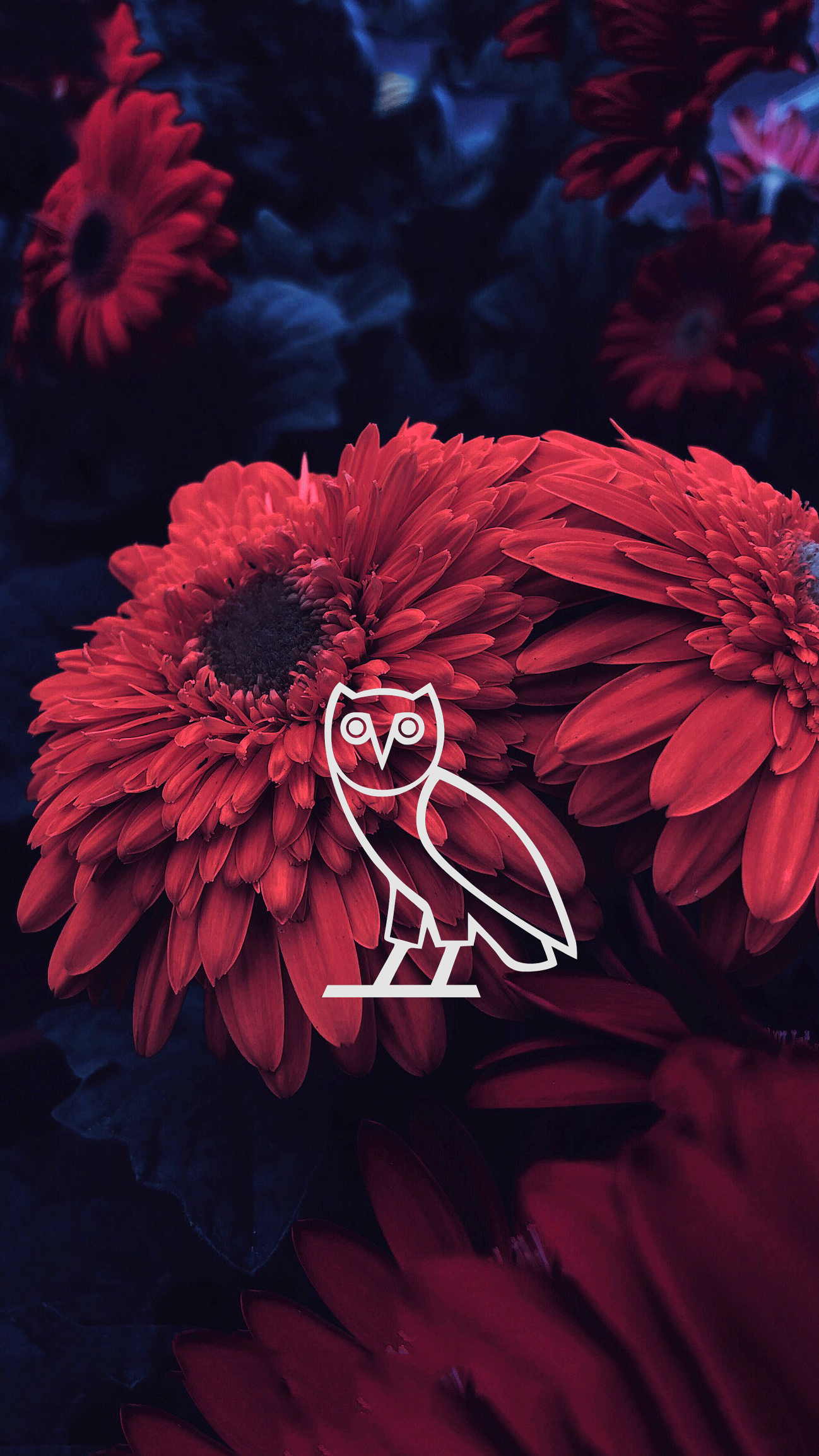 Featured image of post Drake Ovo Owl Wallpaper Drake ovo owl white background
