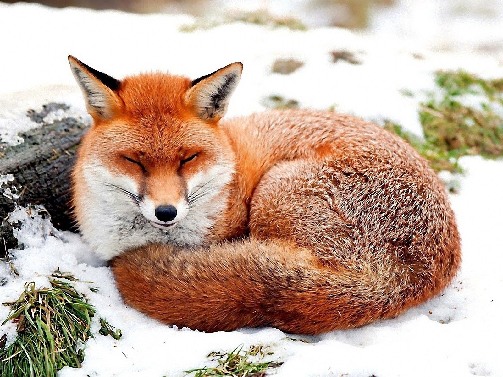Red Fox Moving Animal Wallpaper For Mobile Panda Vs Red Fox