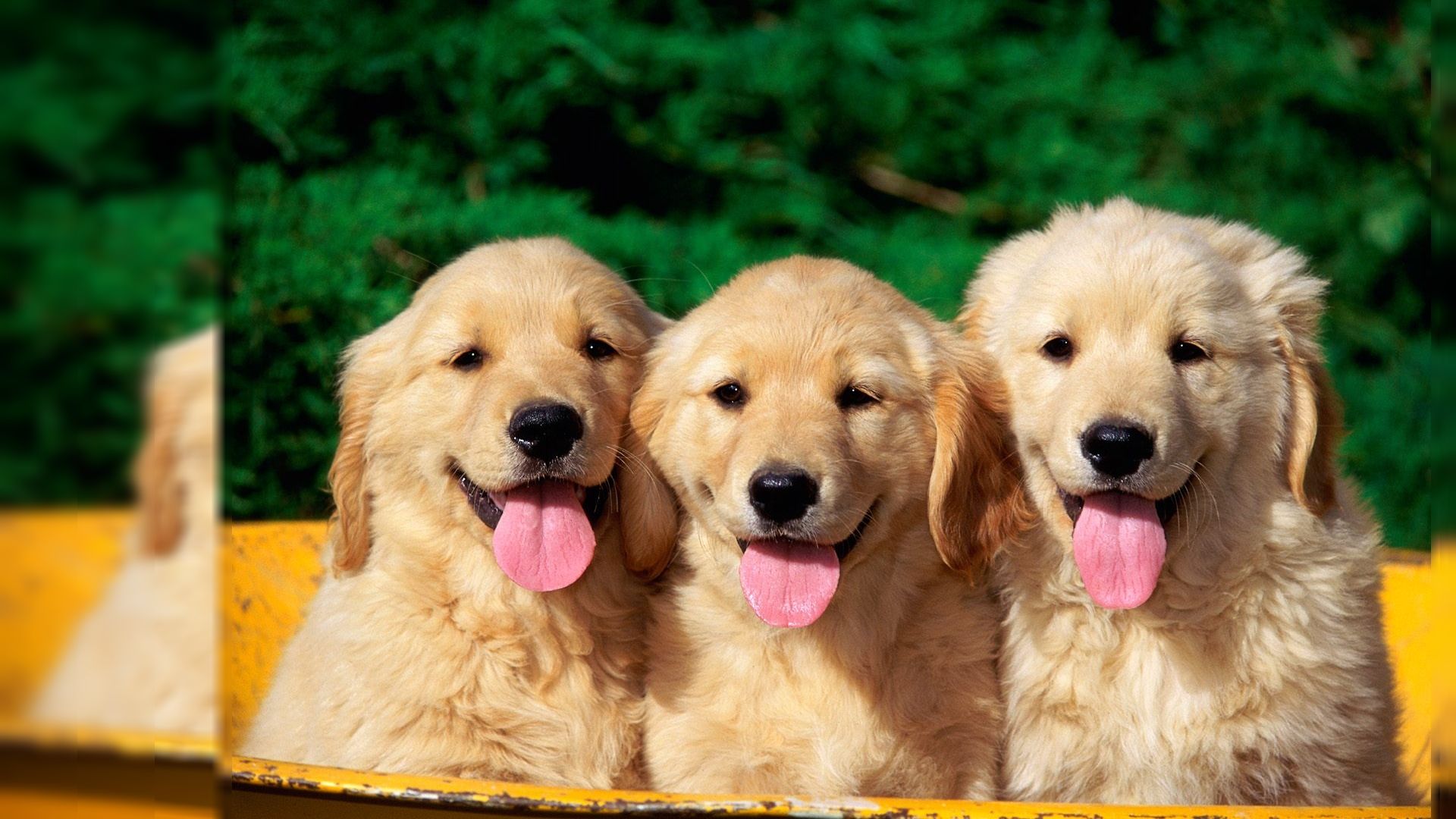 Desktop Background Dogs. Beautiful