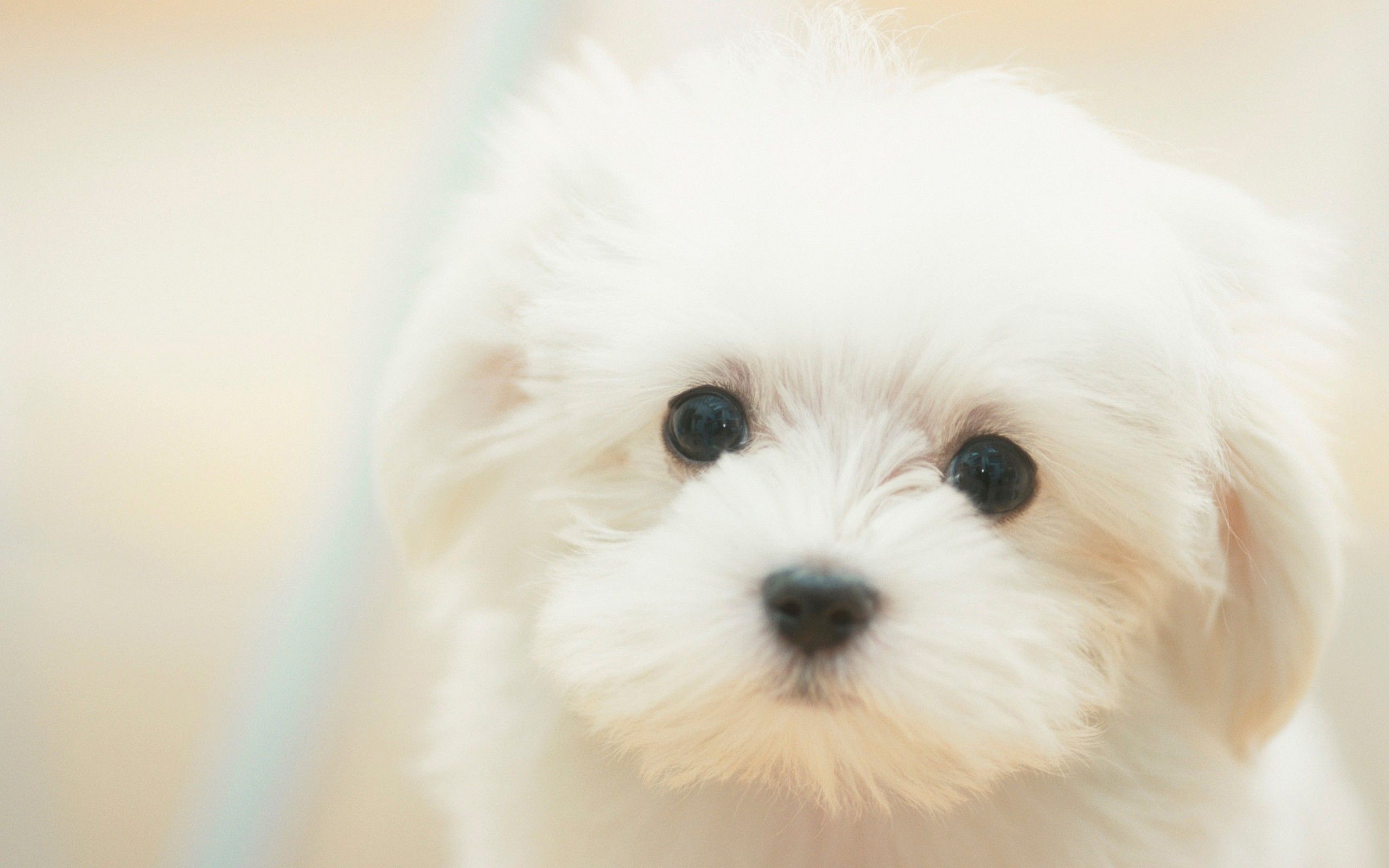Puppy Wallpaper HD. Cute white puppies, Cute puppy wallpaper, Cute animals