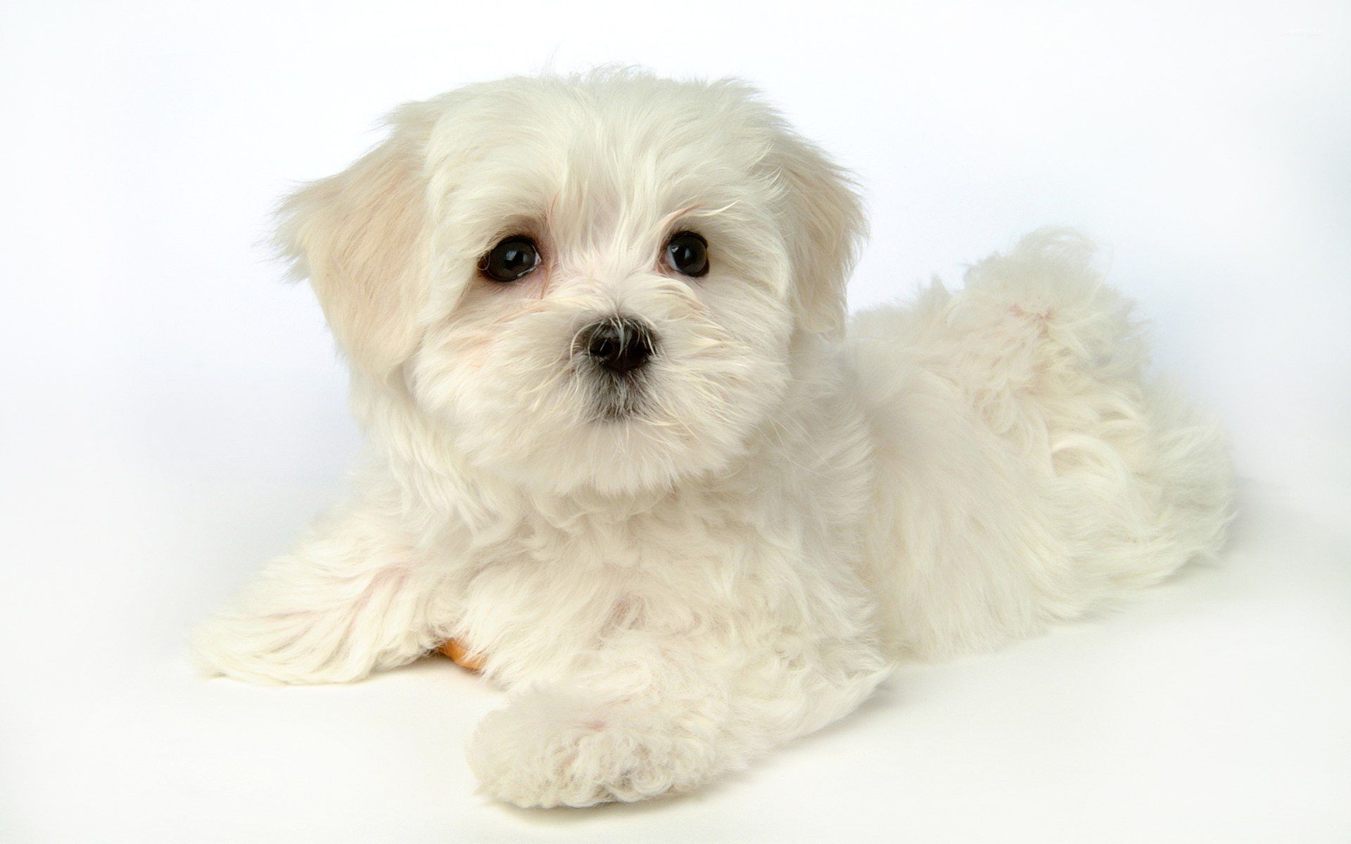 Cute white puppy wallpaper wallpaper