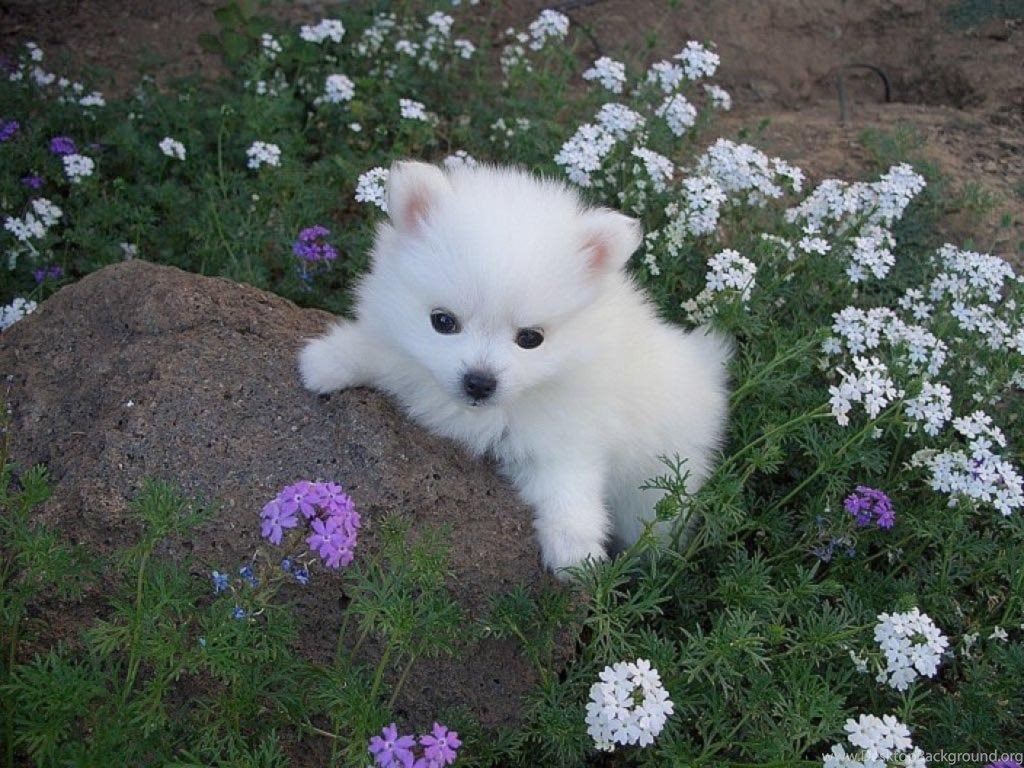 Cute White Puppies Wallpaper HD Cute White Puppy Id 68353 Wallpho. Desktop Background