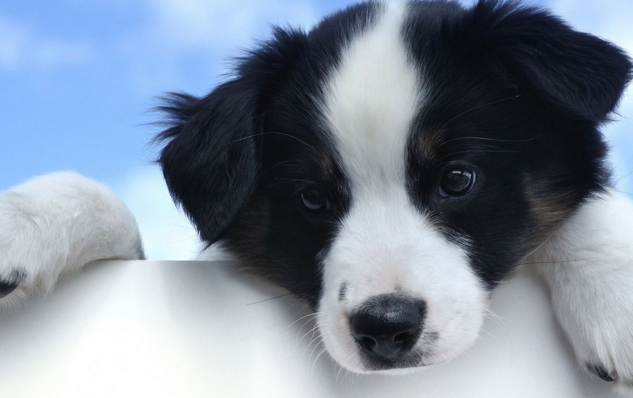 Cute White and Black Puppy wallpaper. Cute White and Black Puppy