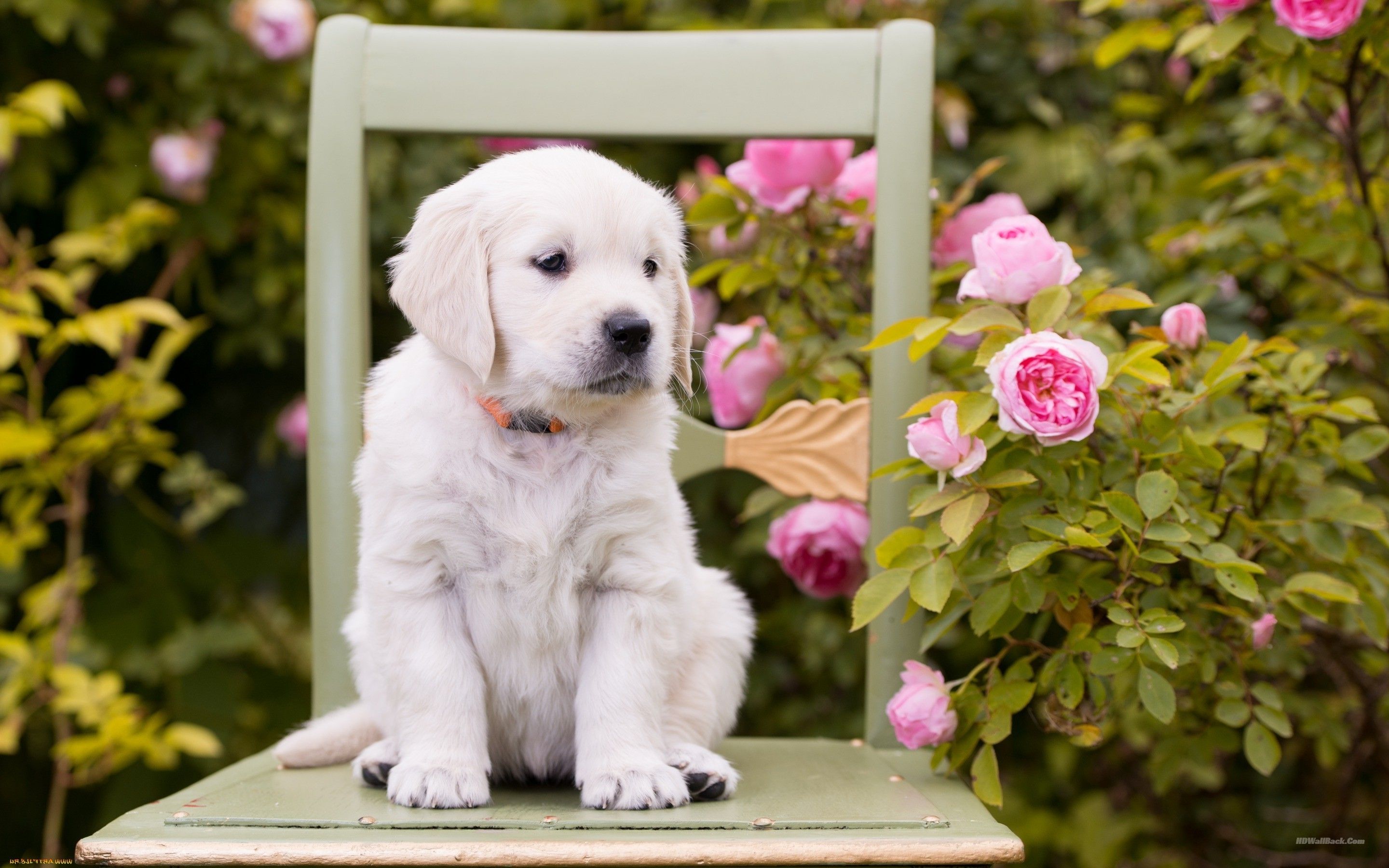 Cute White Puppy Wallpaper. HD Wallpaper, HD Background, Tumblr Background, Image, Picture