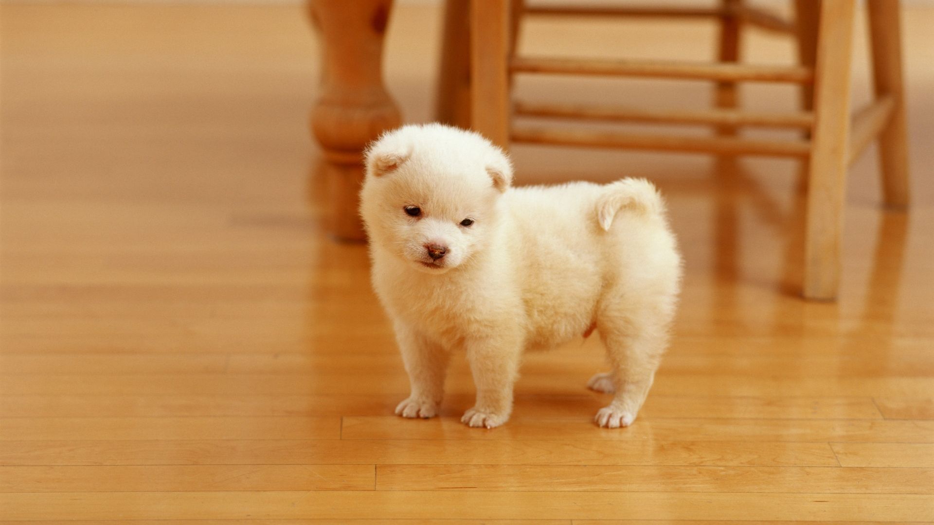 Lovely white puppy on floor