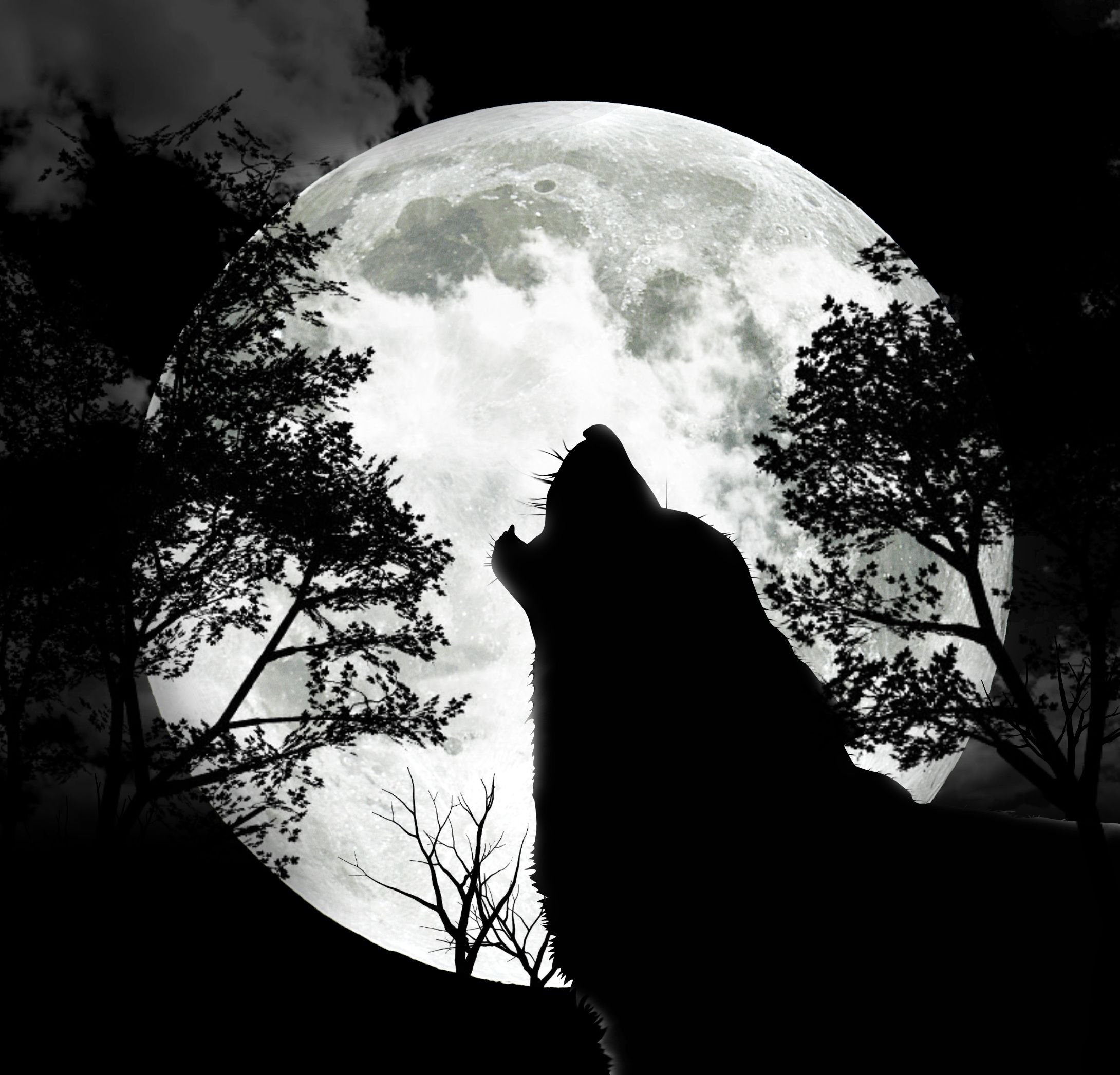 animals moon wolves 2180x2092 wallpaper High Quality Wallpaper, High Definition Wallpaper