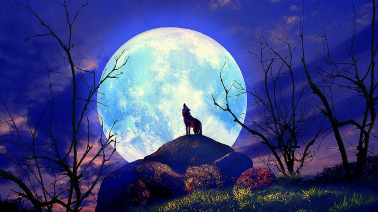 Wolf Nature Full Moon Yelp wallpaperx1080