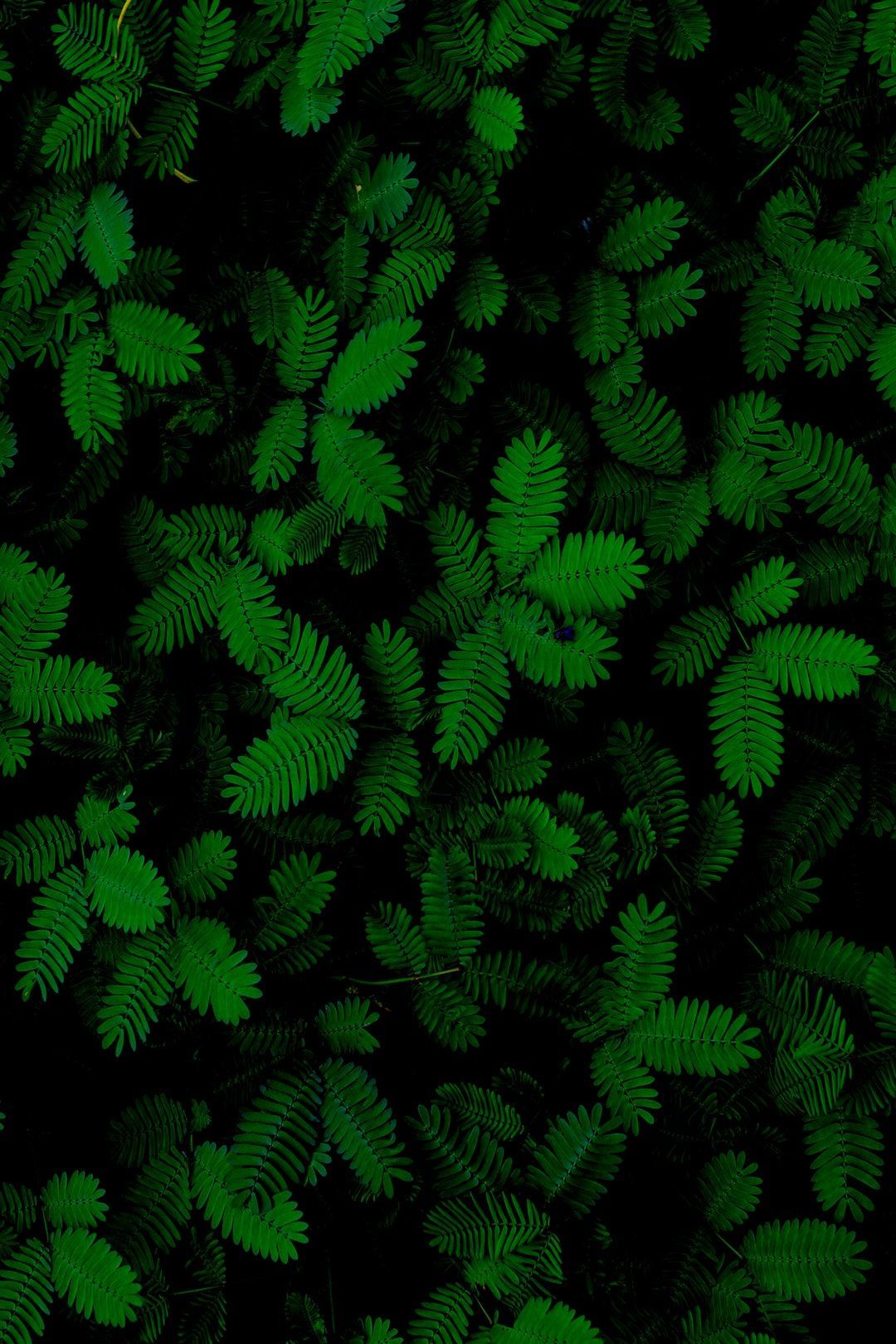 Mimosa photo by malmanxd. Green wallpaper, Nature wallpaper, Green aesthetic