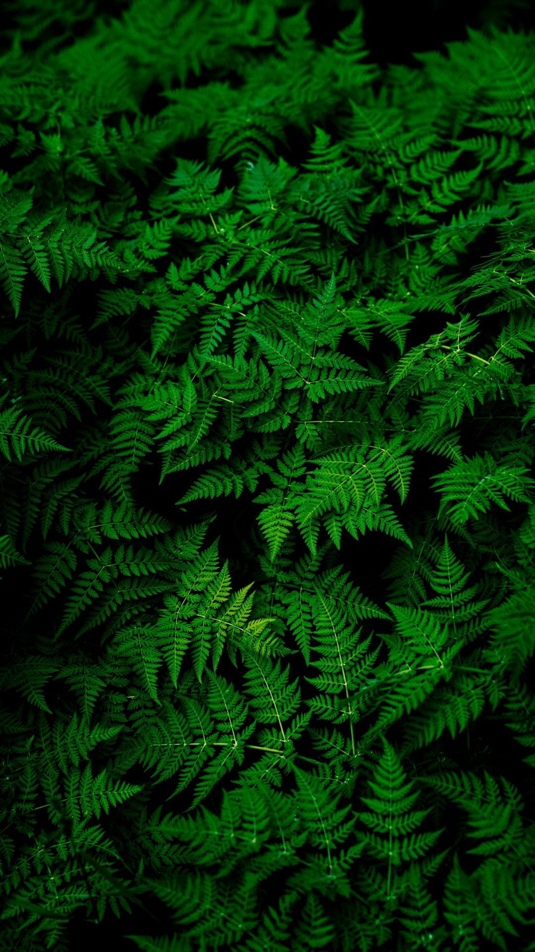 Leaves Plant Green Wallpaper - [1080x1920]