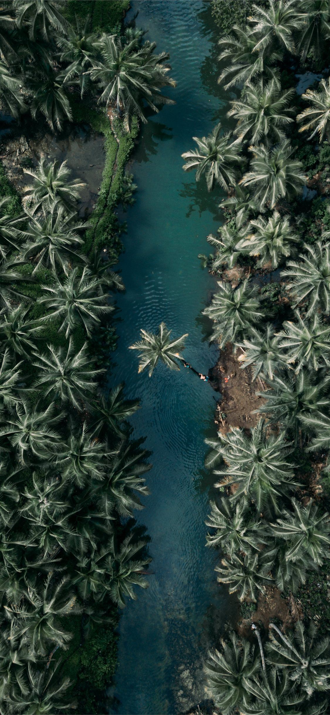 top view of palm trees iPhone X Wallpaper Free Download