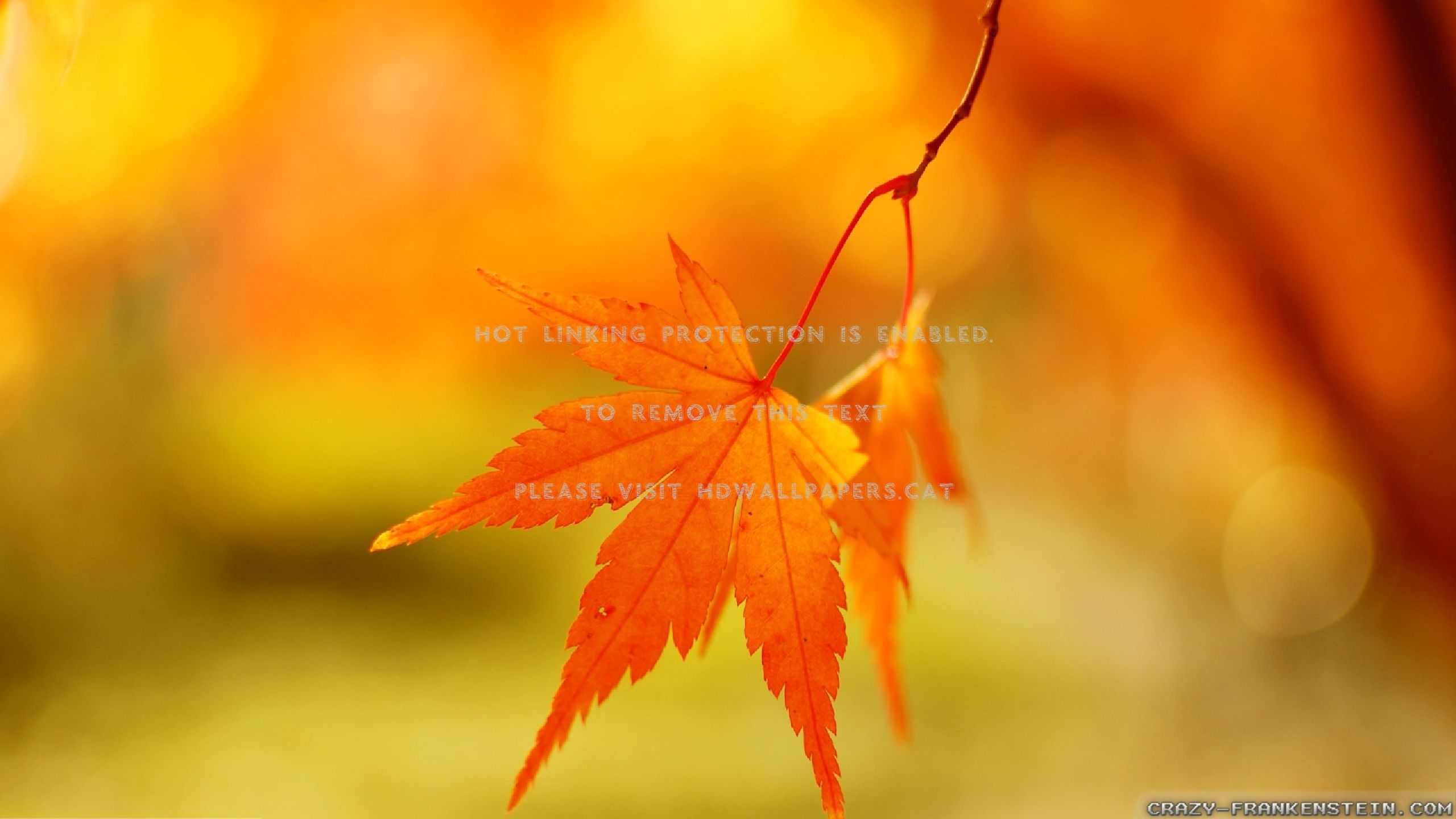 autumn leaf background abstract fall nature