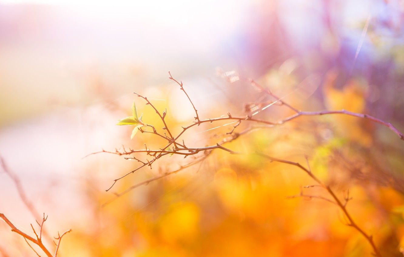 Wallpaper autumn, branch, Abstract, Autumn, leaves, Colors image for desktop, section природа