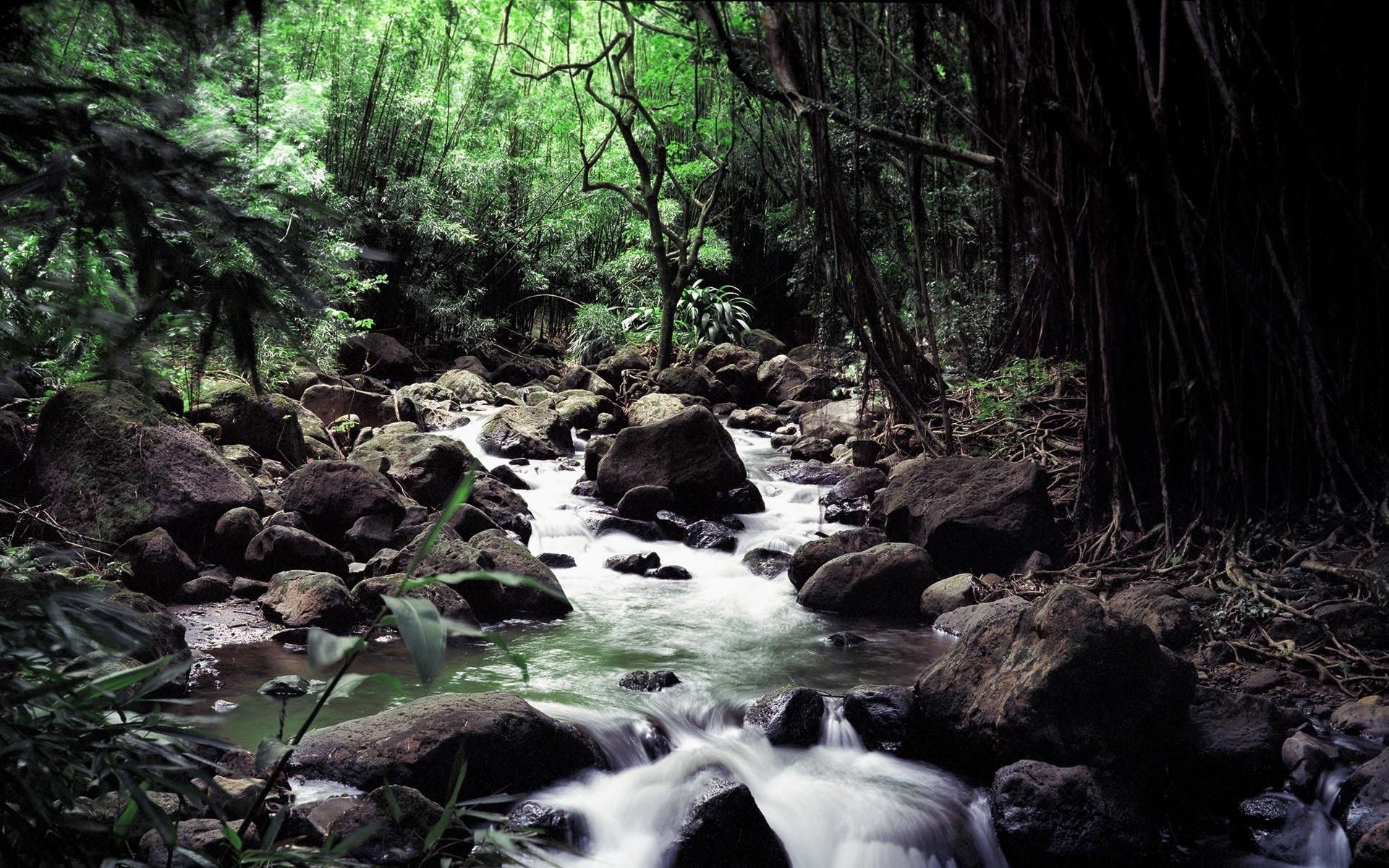 forest, Stream, Rock, Water, Nature, Landscape Wallpaper HD / Desktop and Mobile Background