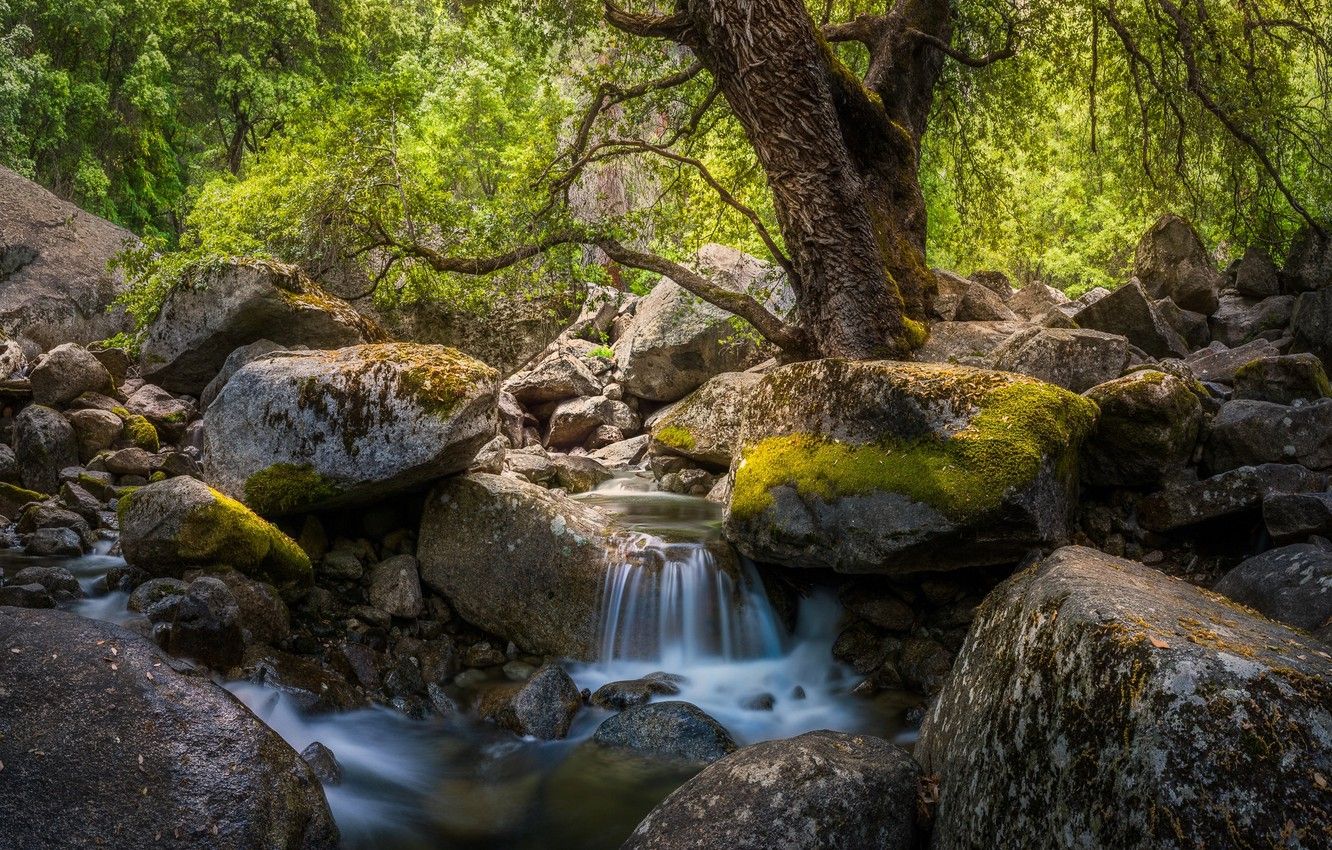 Forest Water Stream Wallpapers - Wallpaper Cave