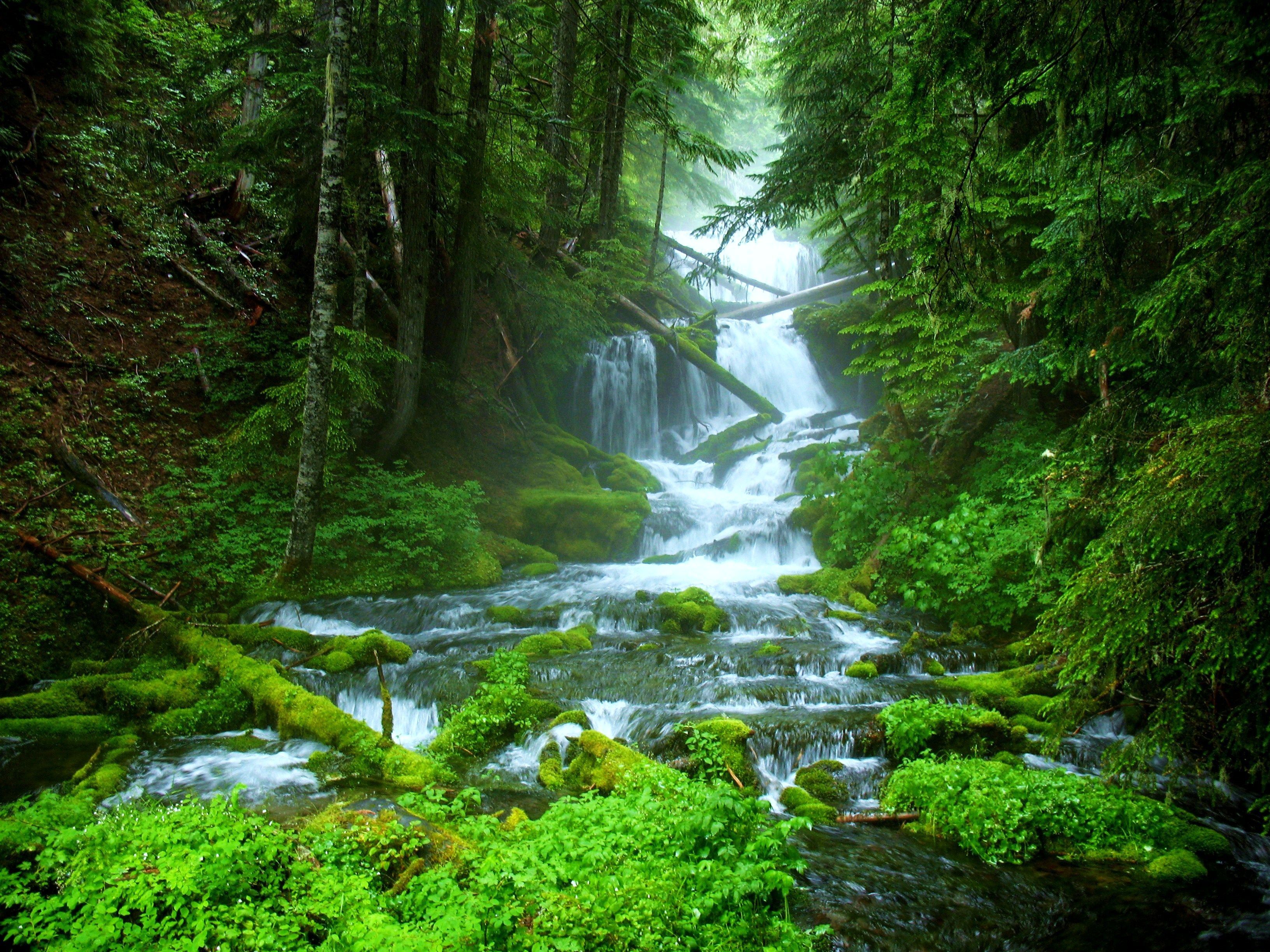 Of stream beautiful forest green nature water waterfall wallpaper. Waterfall wallpaper, Forest waterfall, Waterfall