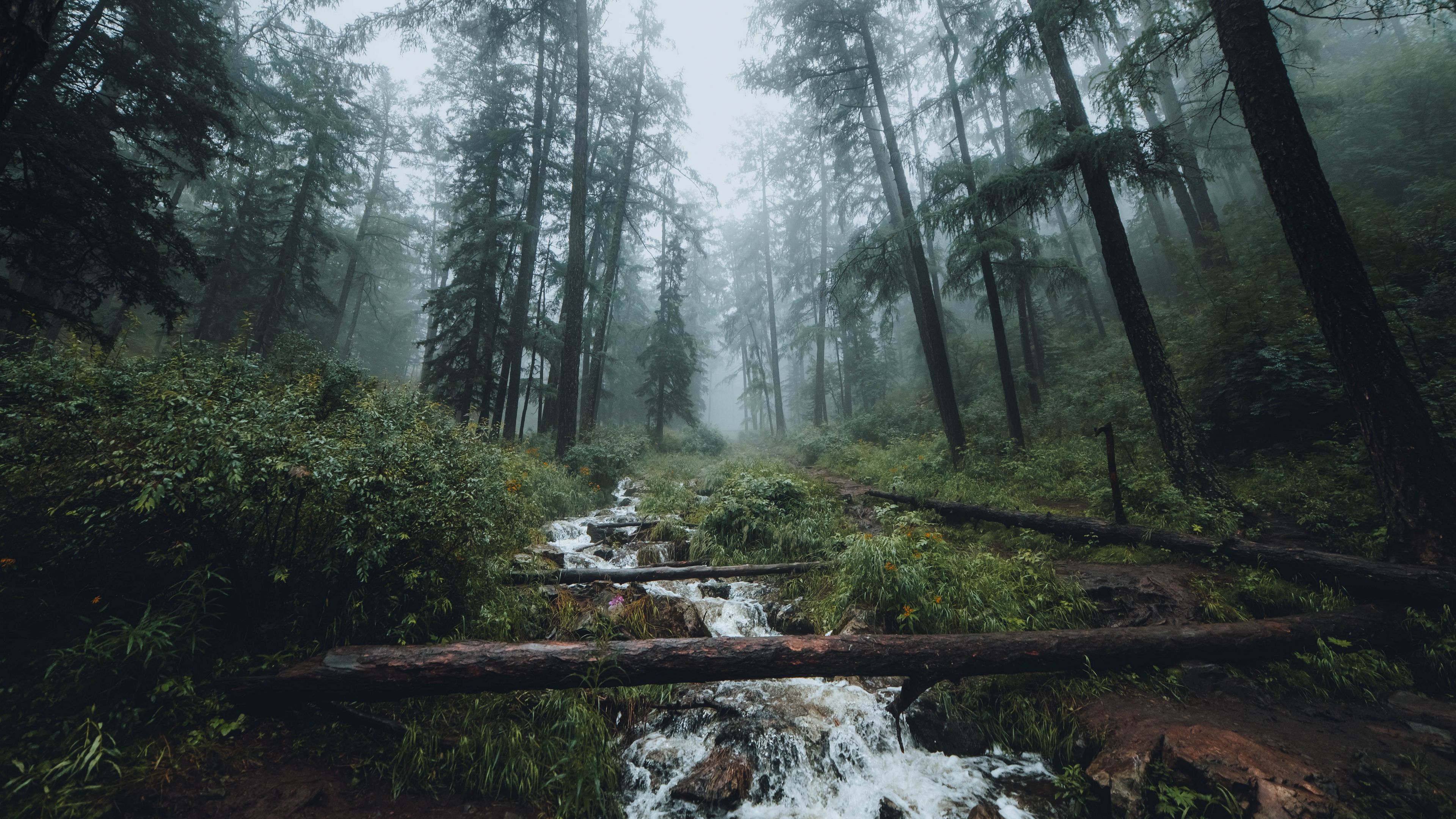 Download wallpaper 3840x2160 forest, stream, fog, trees, landscape 4k uhd 16:9 HD background