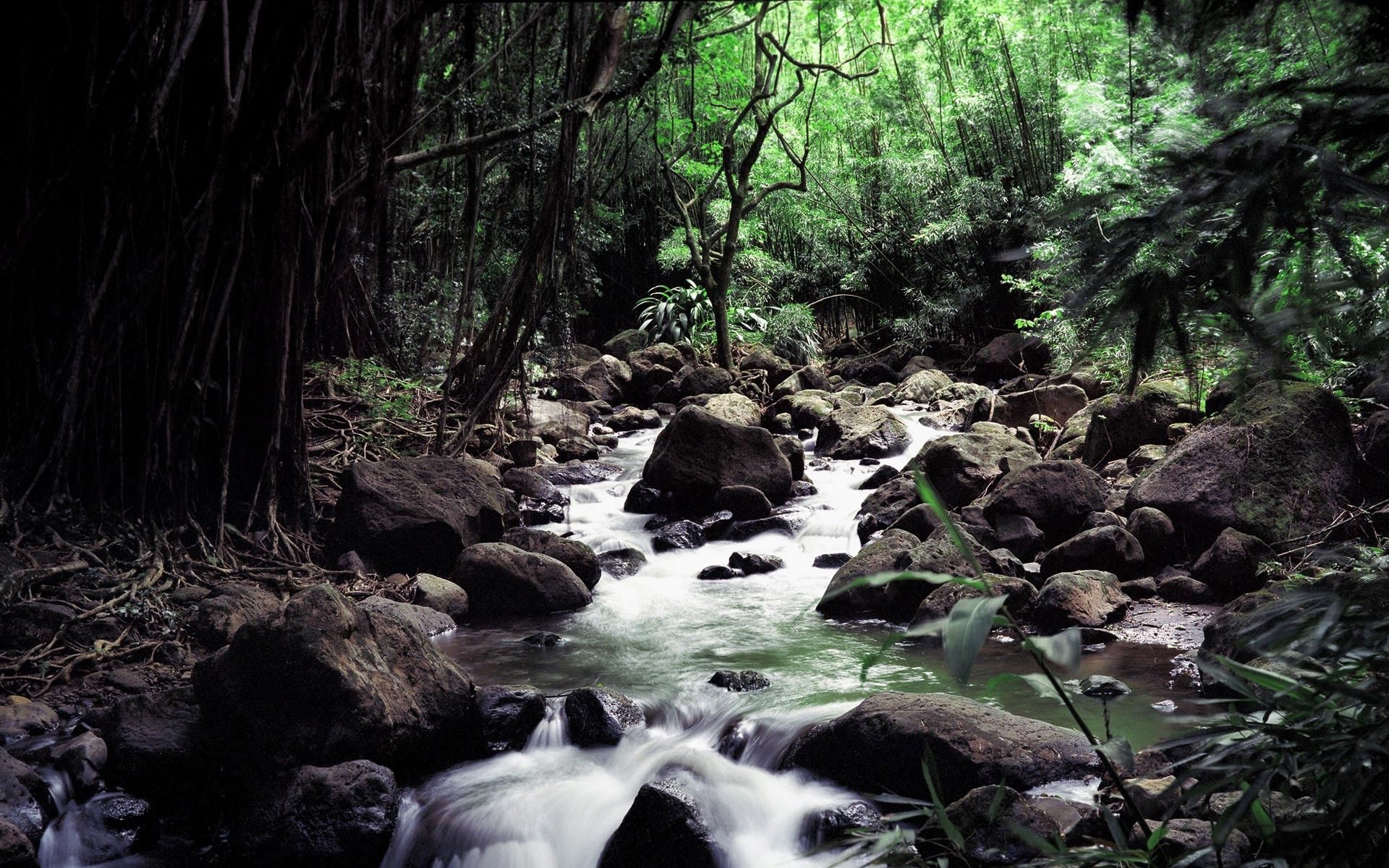 #jungle, #rock, #water, #river, #forest, #landscape, #nature, # stream, wallpaper. Mocah.org HD Wallpaper