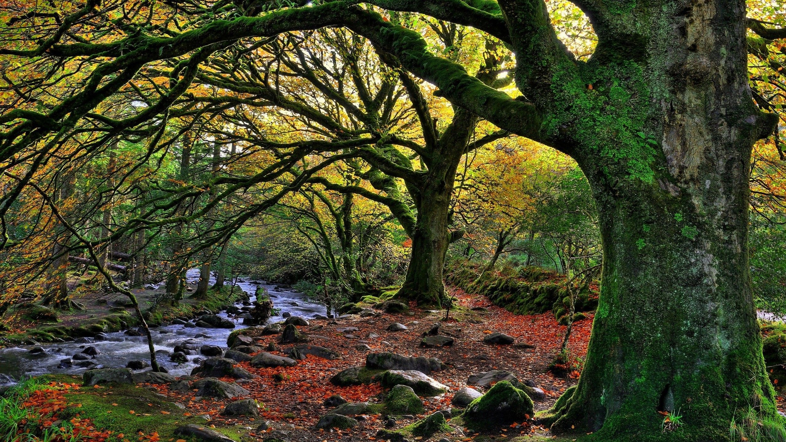 nature, Trees, Forest, Water, Ireland, National Park, Stream, Rock, Stones, Moss, Leaves, Branch, Fall Wallpaper HD / Desktop and Mobile Background