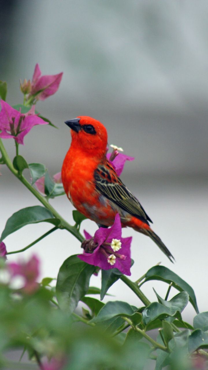 Cute, small, red bird, 720x1280 wallpaper. Birds, Beautiful birds, Red birds