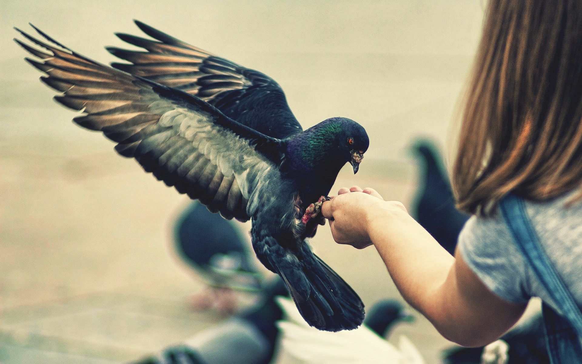 Cute little girl feeding a bird. Widescreen and Full HD Wallpaper 1163 - Little Girl Feeding Bird Wallpaper