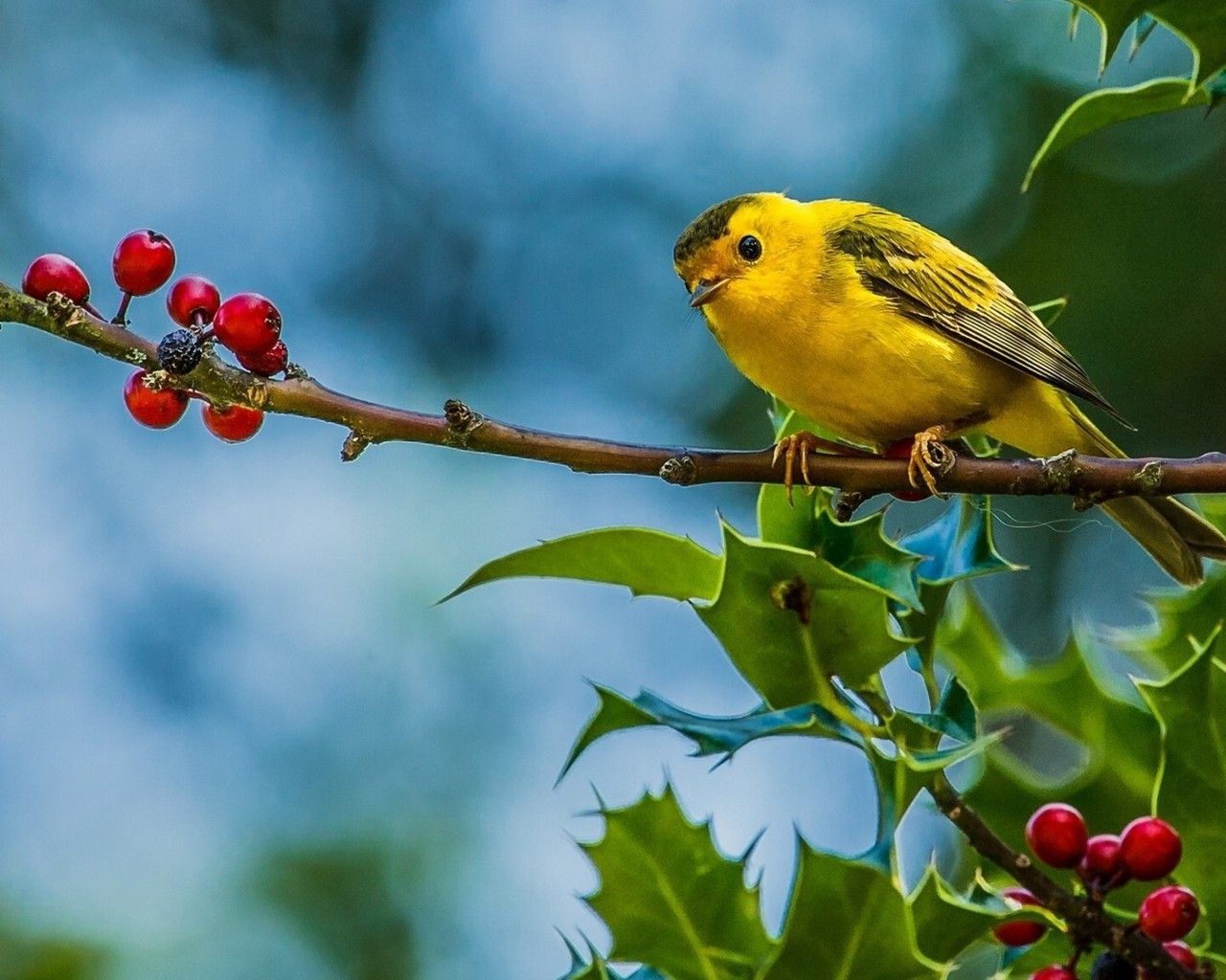 Small Yellow Bird Warblers HD Wallpaper, Wallpaper13.com