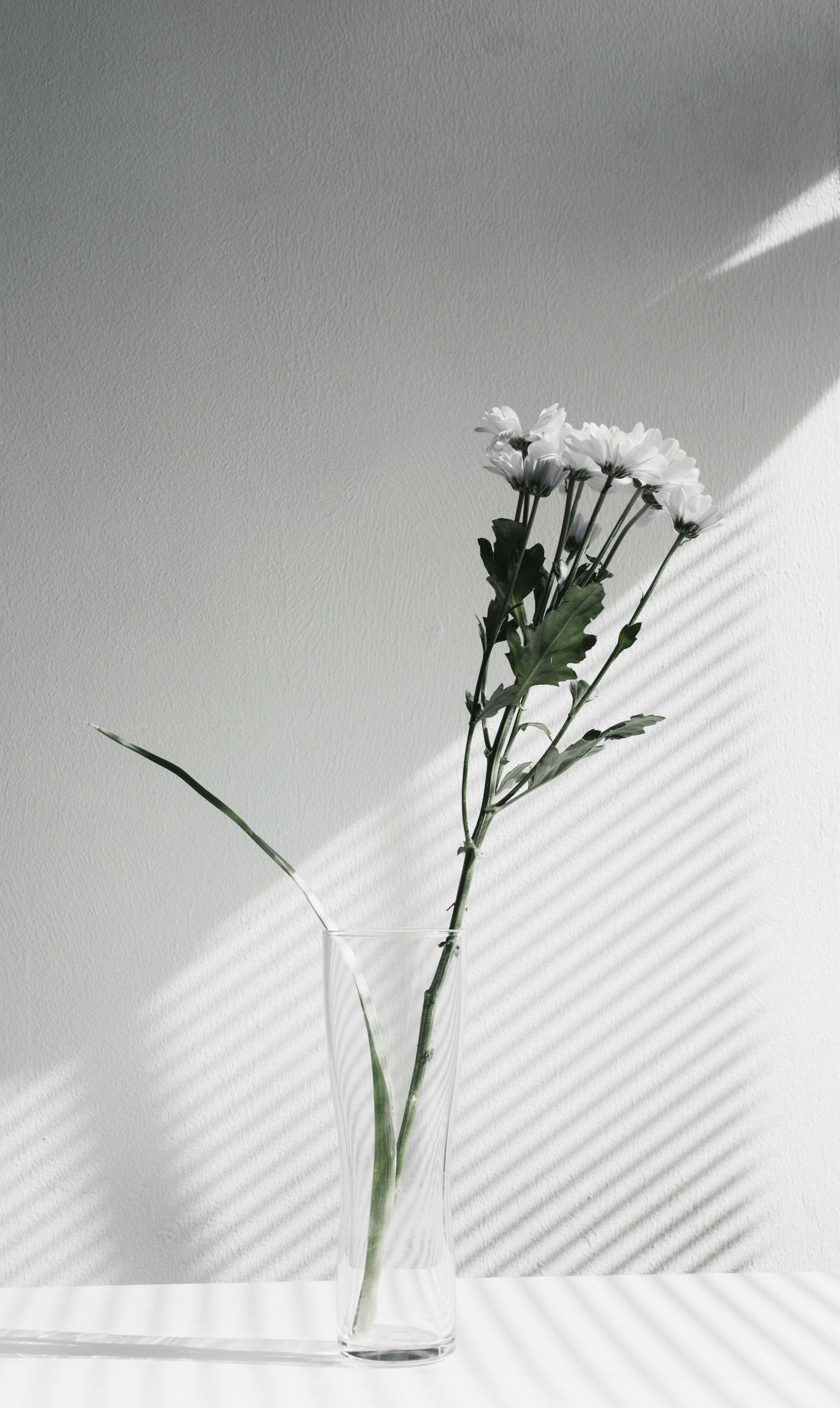 A desaturated shot of white flowers in a glass vase. Flowers, Aesthetic background, Flower vases