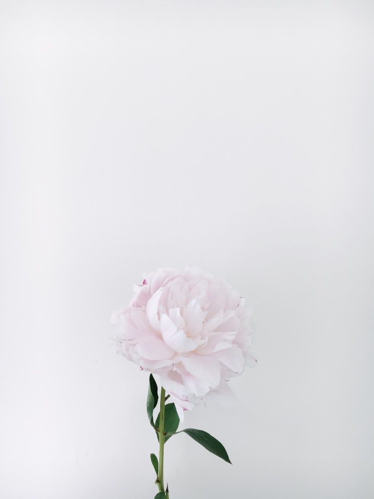 Processed with VSCO with a6 preset. Flower background wallpaper, Flower background, Flowers photography