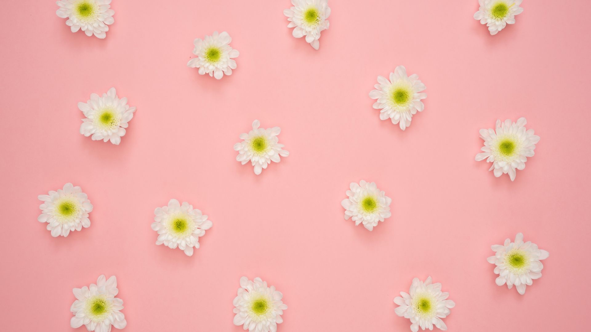Minimalist Flower White Wallpapers - Wallpaper Cave
