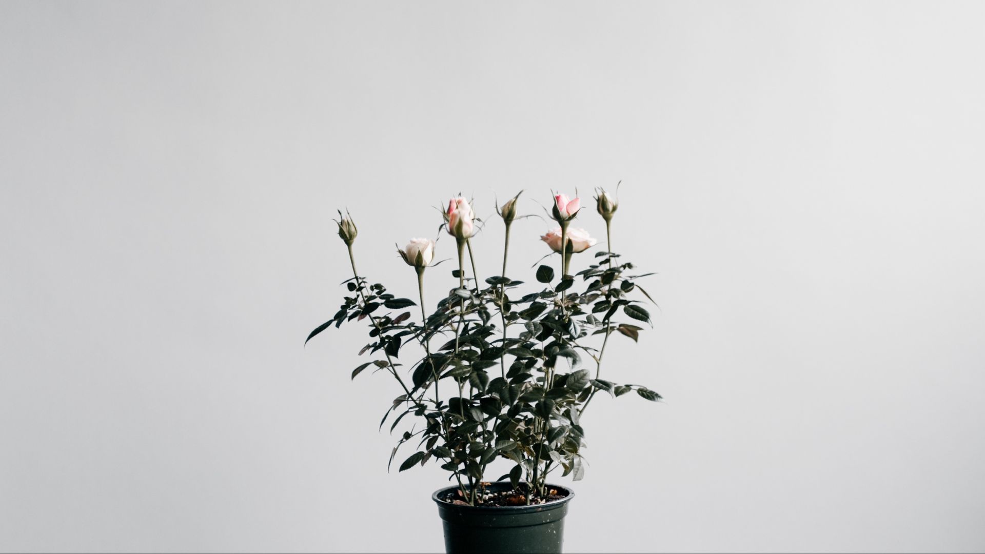 minimalist aesthetic flower desktop wallpaper