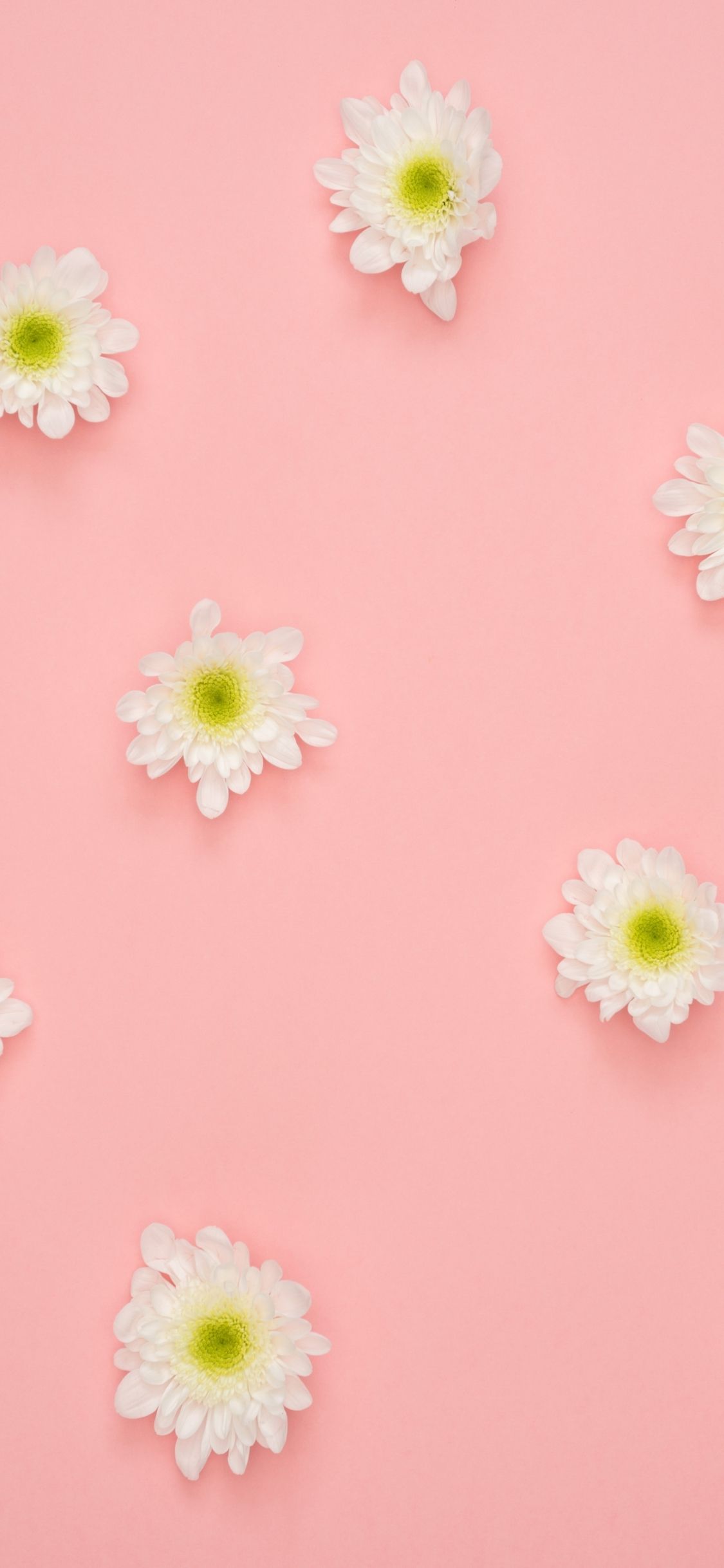 Download 1125x2436 wallpaper white flowers, minimal, iphone x 1125x2436 HD image, background, 8190