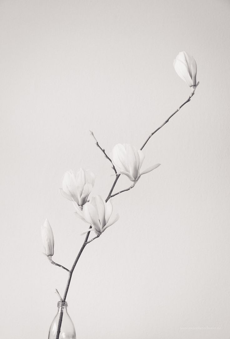 black and white flower photography. Plant wallpaper, Minimalist wallpaper, Aesthetic wallpaper