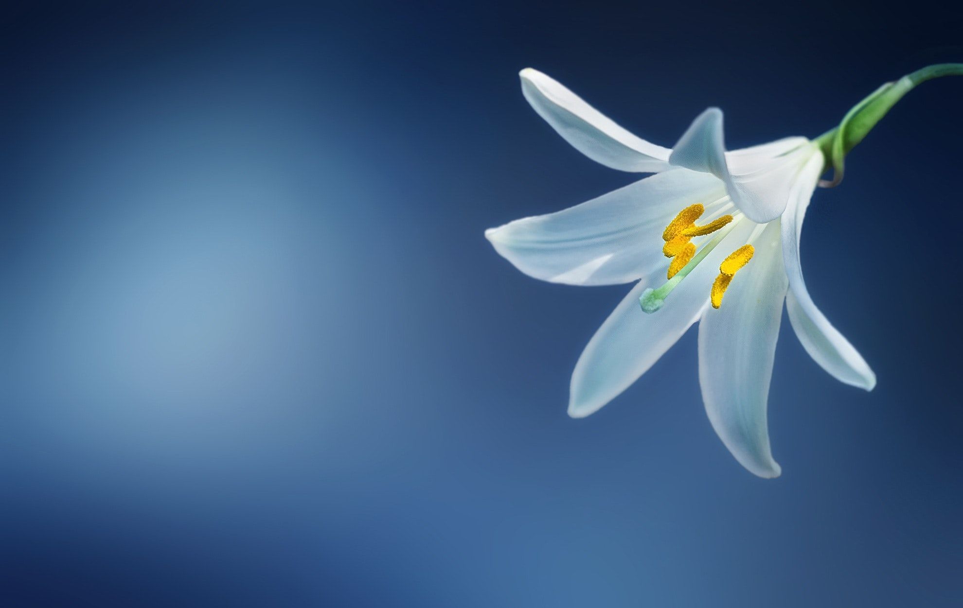White Lily Flower Wallpaper · Free