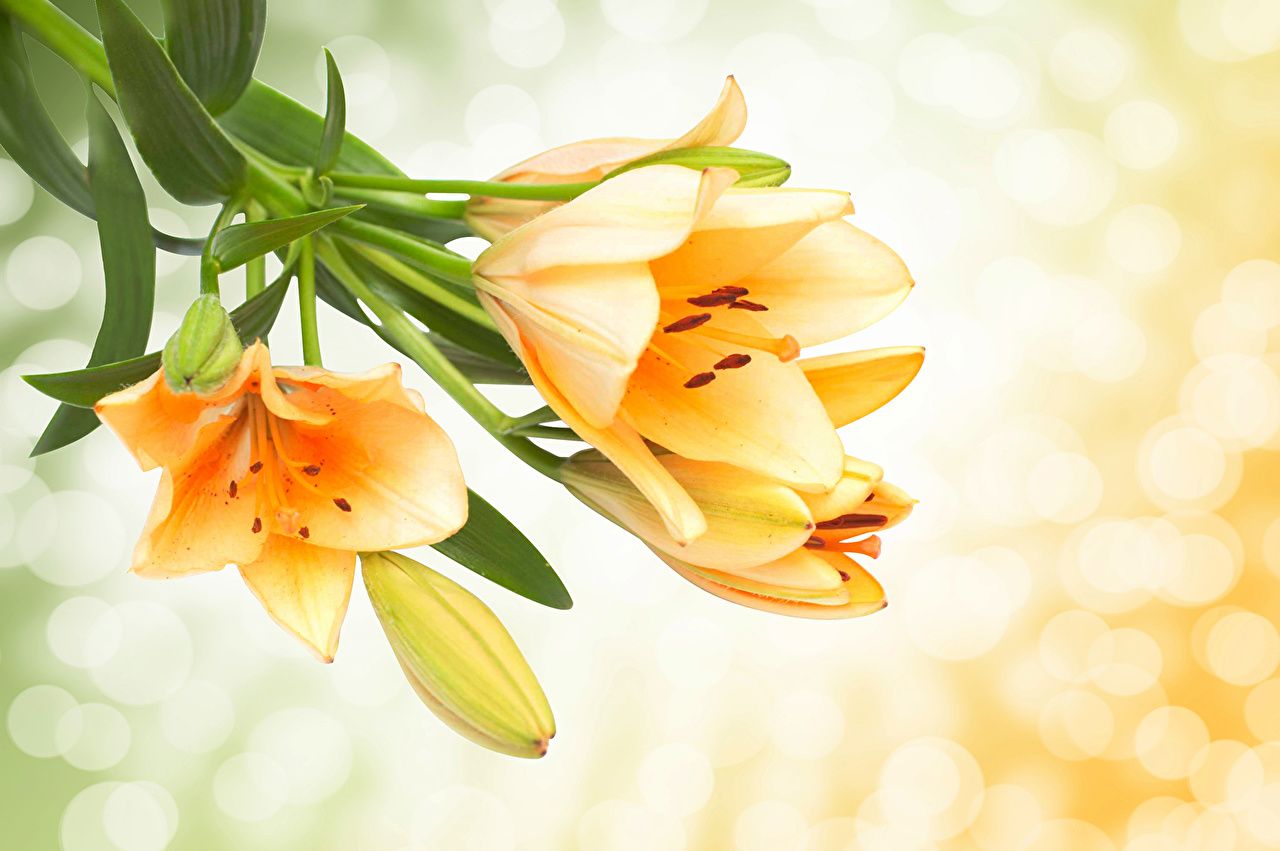 Lily Flower Wallpapers - Top Free Lily Flower Backgrounds - WallpaperAccess