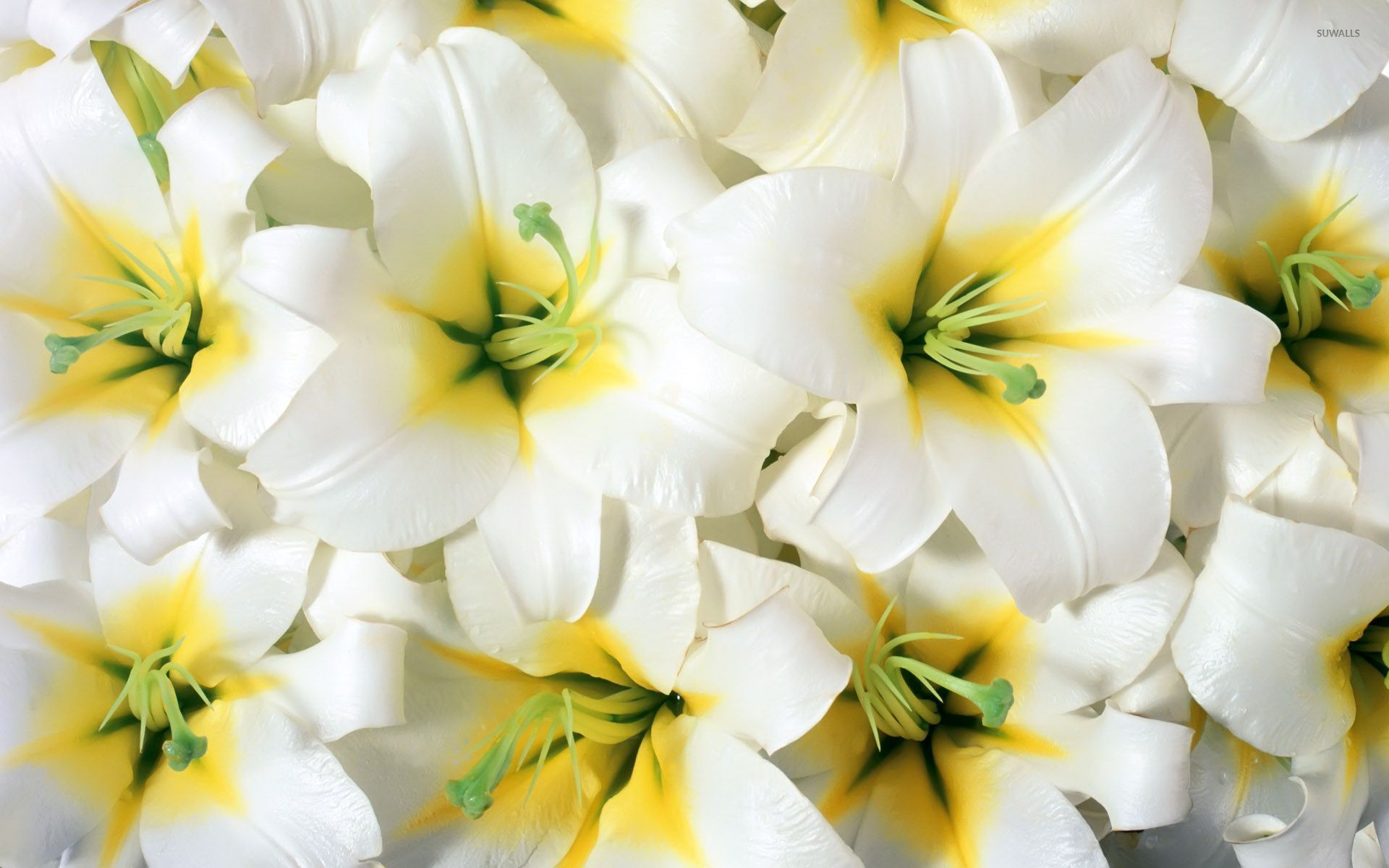 Pure white lilies wallpaper wallpaper