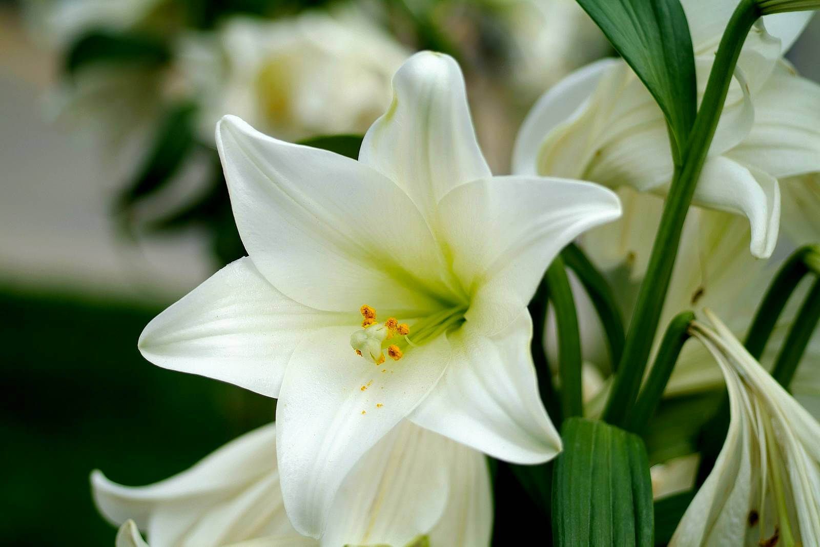 white lilys. White Lily flower closeup - Free High quality Flower wallpaper. Lily wallpaper, White lily flower, White lilies