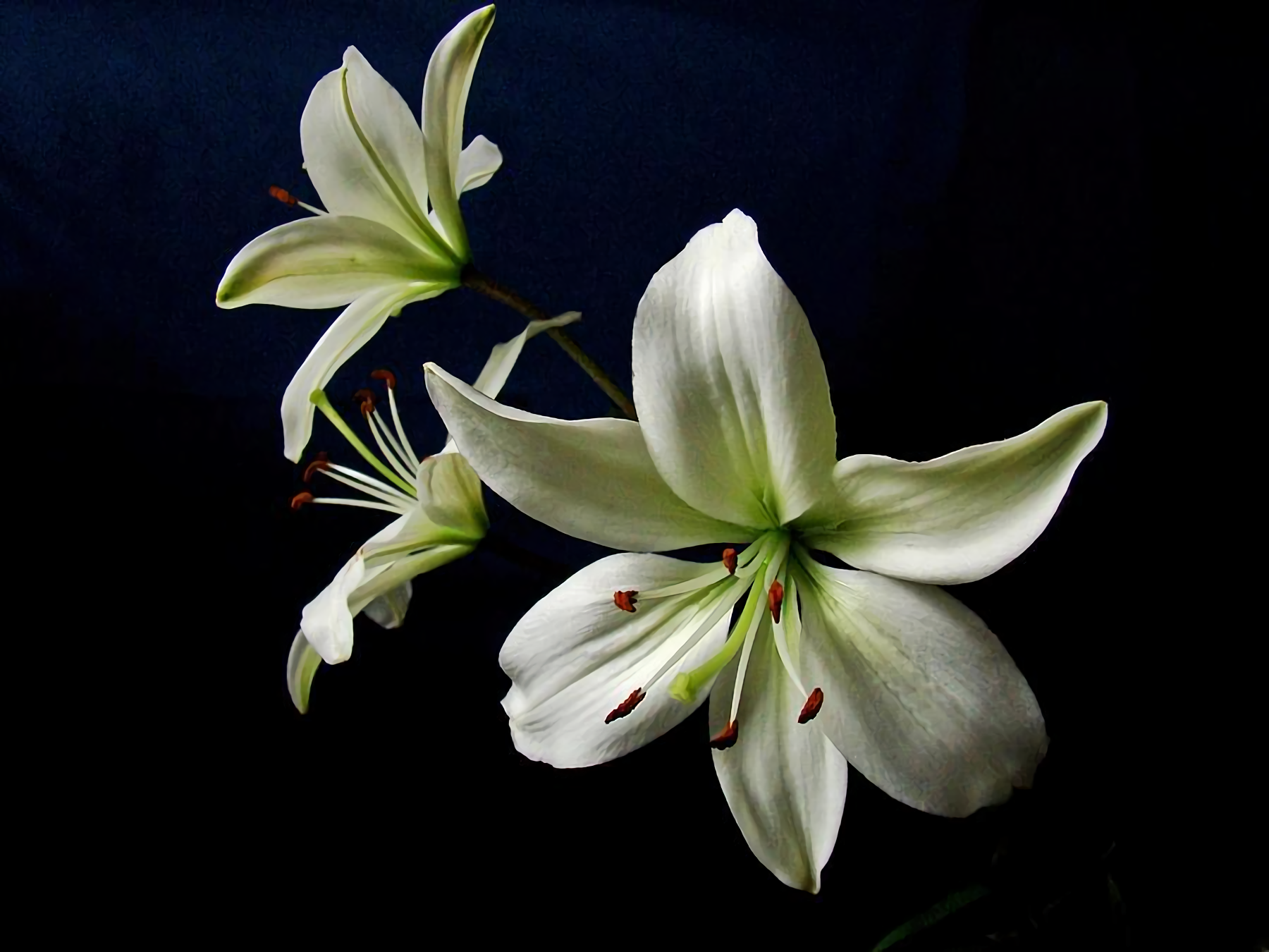White Lily Wallpaper and Background Imagex1350