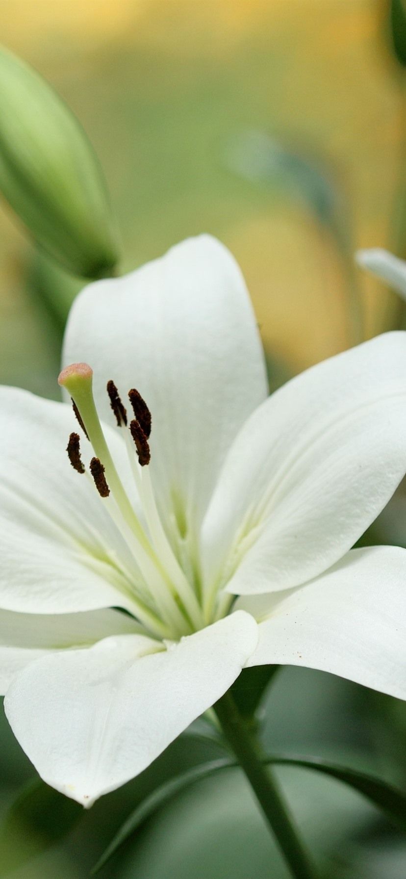 White Lily Flowers Close Up 828x1792 IPhone 11 XR Wallpaper, Background, Picture, Image