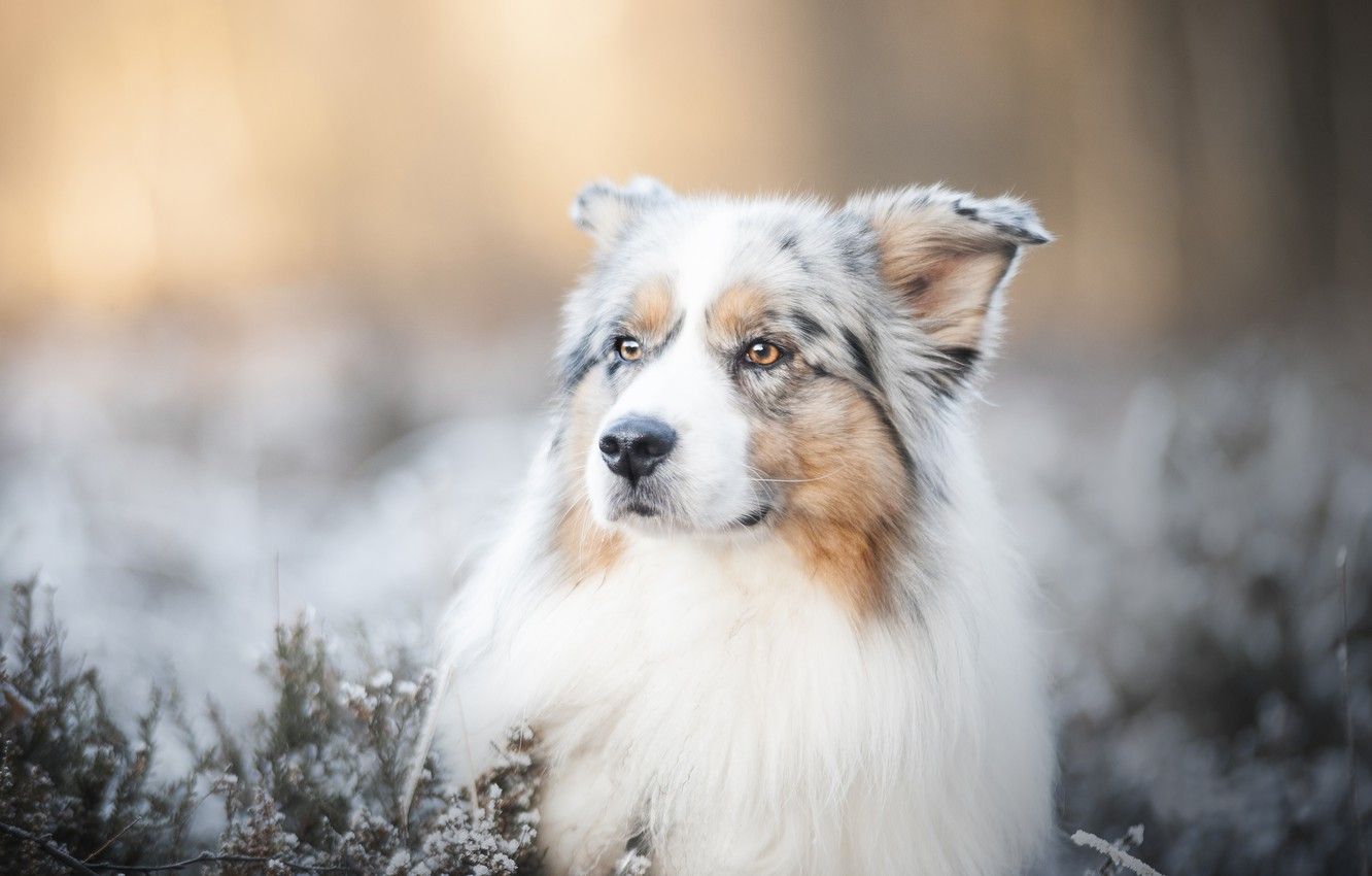 Wallpaper face, dog, bokeh, Australian shepherd, Aussie image for desktop, section собаки