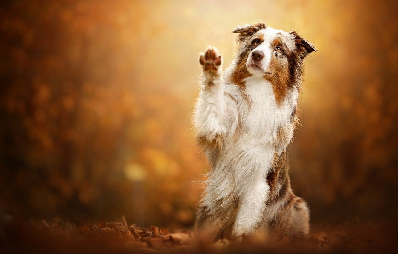 Wallpaper autumn, leaves, pose, background, paw, dog, Australian shepherd, Aussie image for desktop, section собаки